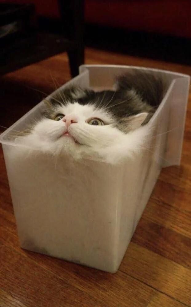 Photo of a fluffy white & black cat resting in a clear plastic drawer while looking up. The kitty and its fluff fills and takes the shape of the rectangular contain, proving yet again that cats are liquid.