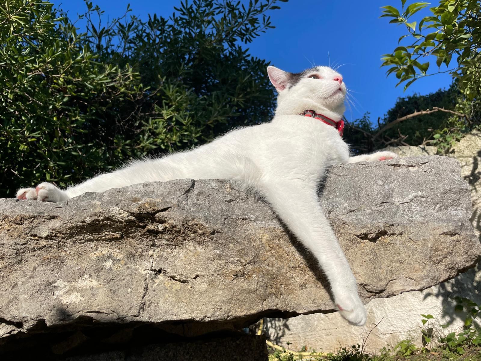 Il gatto Coco, bianco con macchie nere sulle orecchie, siede con posa regale su una roccia. Dietro di lui si intravede un pitosforo e il cielo azzurro