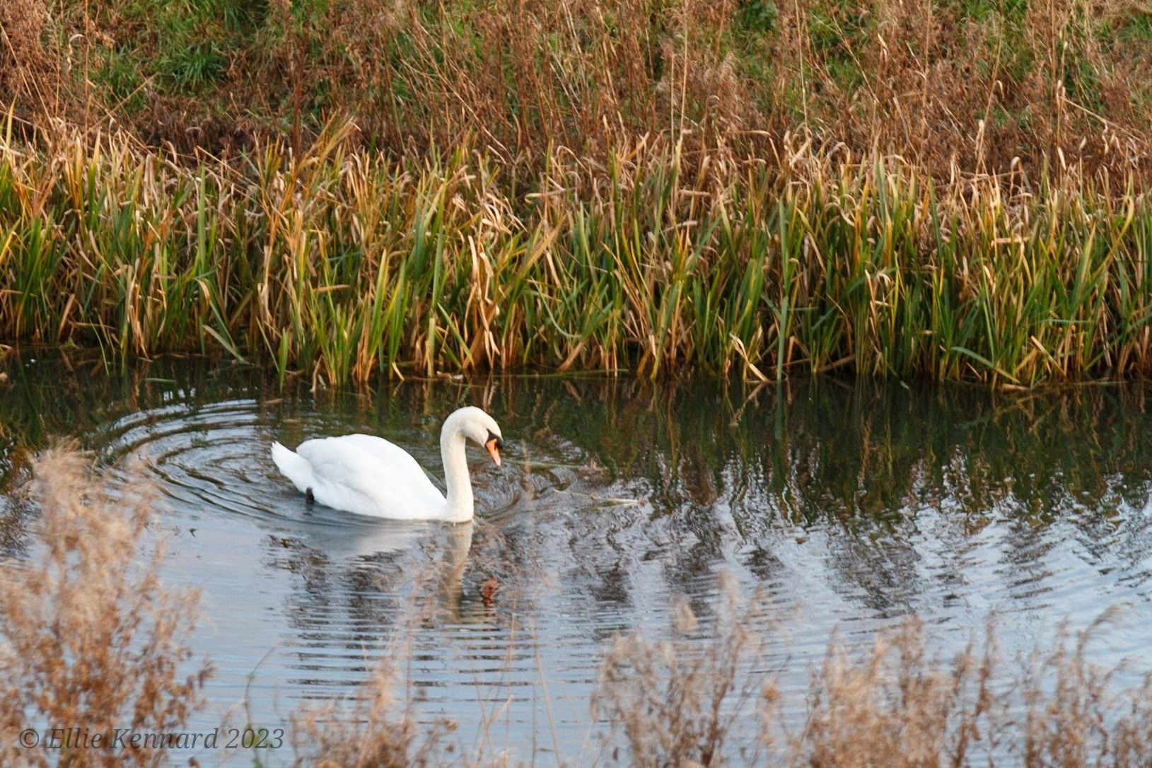 A single, white swan with long arched neck is in a still pool surrounded by tall brown and green autumn reeds and grasses. The swan has concentric ripples radiating from her.