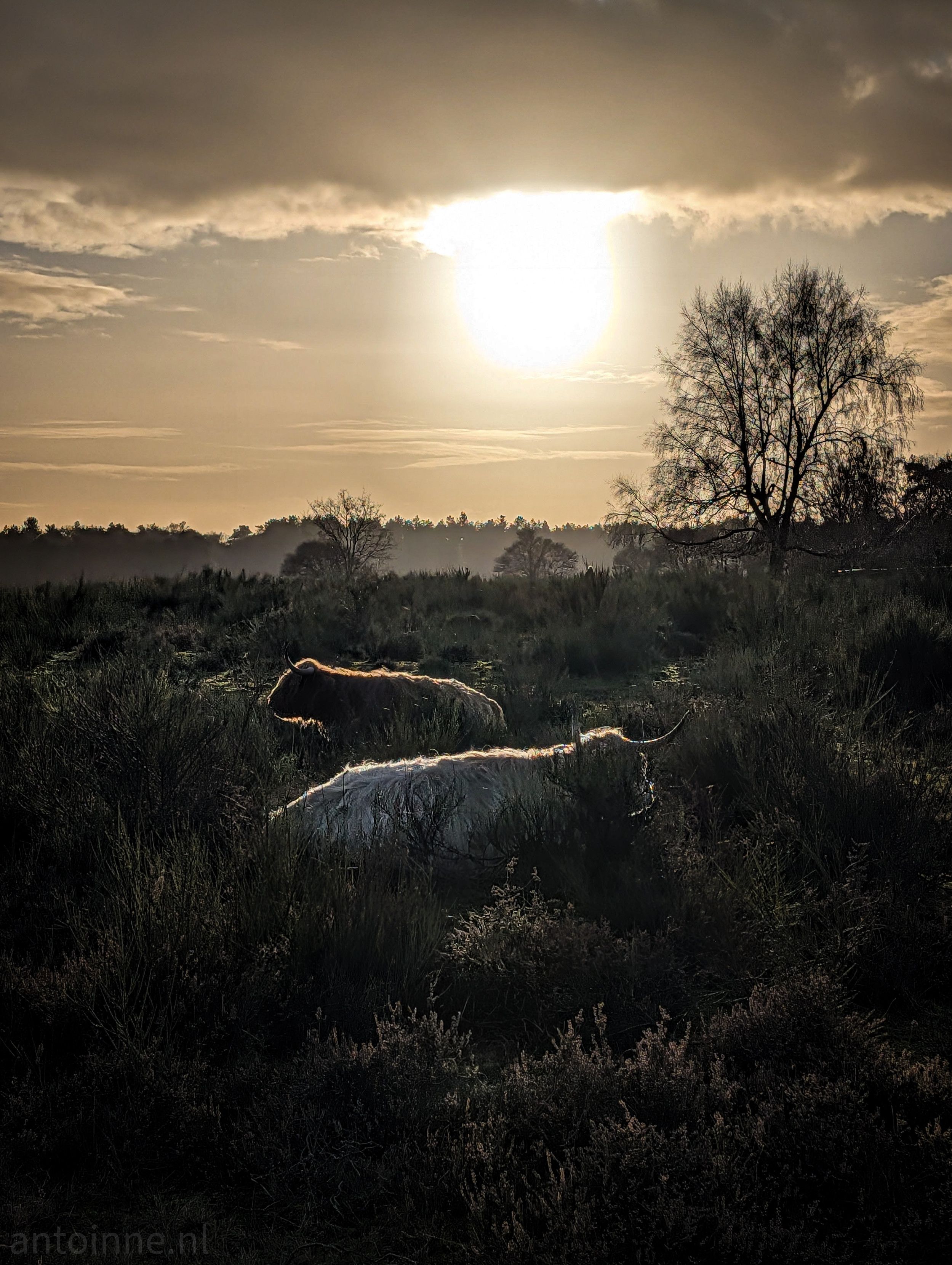 A serene, atmospheric landscape at dusk, featuring two Highland cows in a rugged heathland. 

The cow in the foreground is white, while the one behind it is a darker reddish-brown. Their distinctive long, shaggy coats and curved horns are backlit, creating a "rim light" effect that makes their fur glow.

The sun is positioned high in the frame, partially obscured by a thick layer of clouds. This creates a powerful backlighting effect, casting the foreground into deep shadow while illuminating the tops of the vegetation and the cattle. The overall color palette is dominated by earthy browns, muted greens, and a hazy, golden-grey sky.