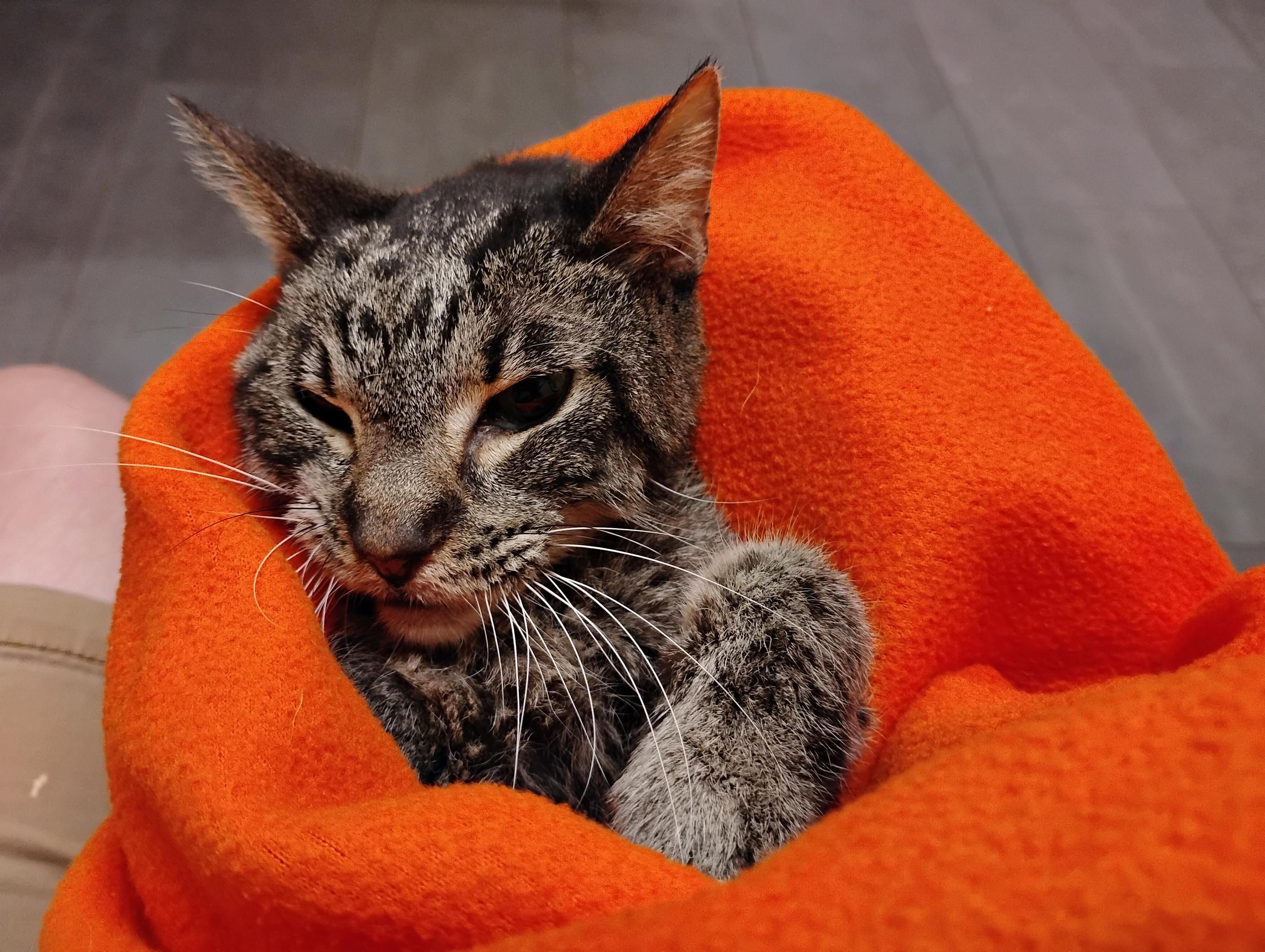 Image of Tali Zorah, a brown tabby cat, wrapped up in an orange blanket moments before her last breath.