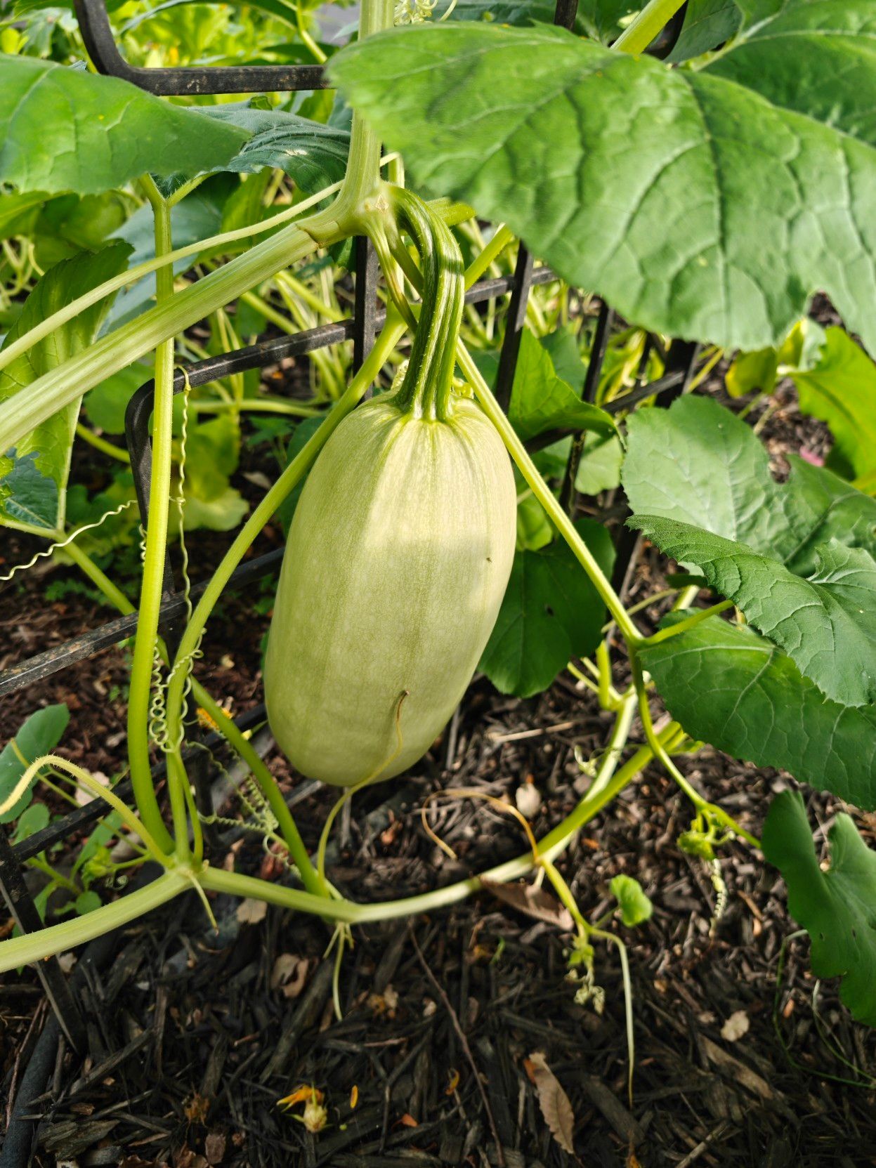 It's still hanging there. It's big. Still quite green. I don't think it'll be ready to pick till maybe september!