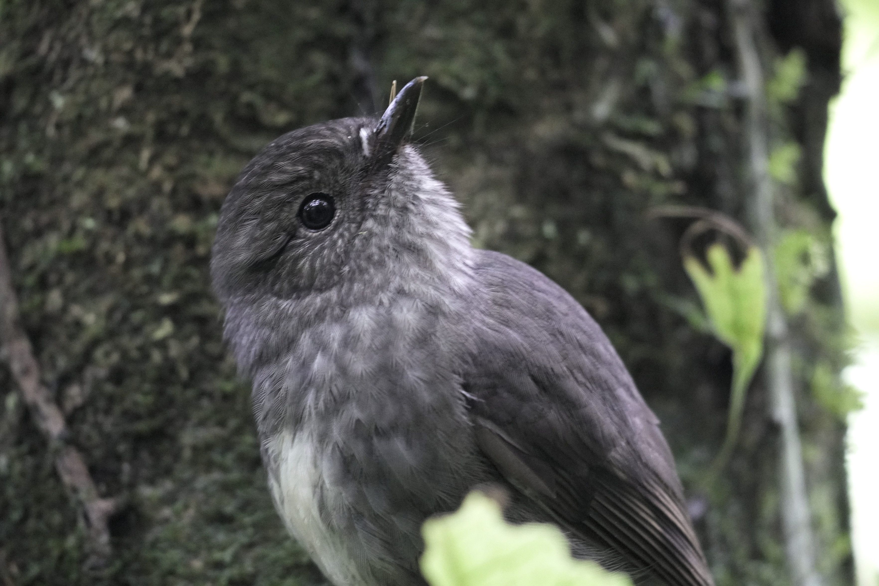 North Island robin/toutouwai is a grey bird with white chest and a small beak. Looks like it's posed to get going any time now.