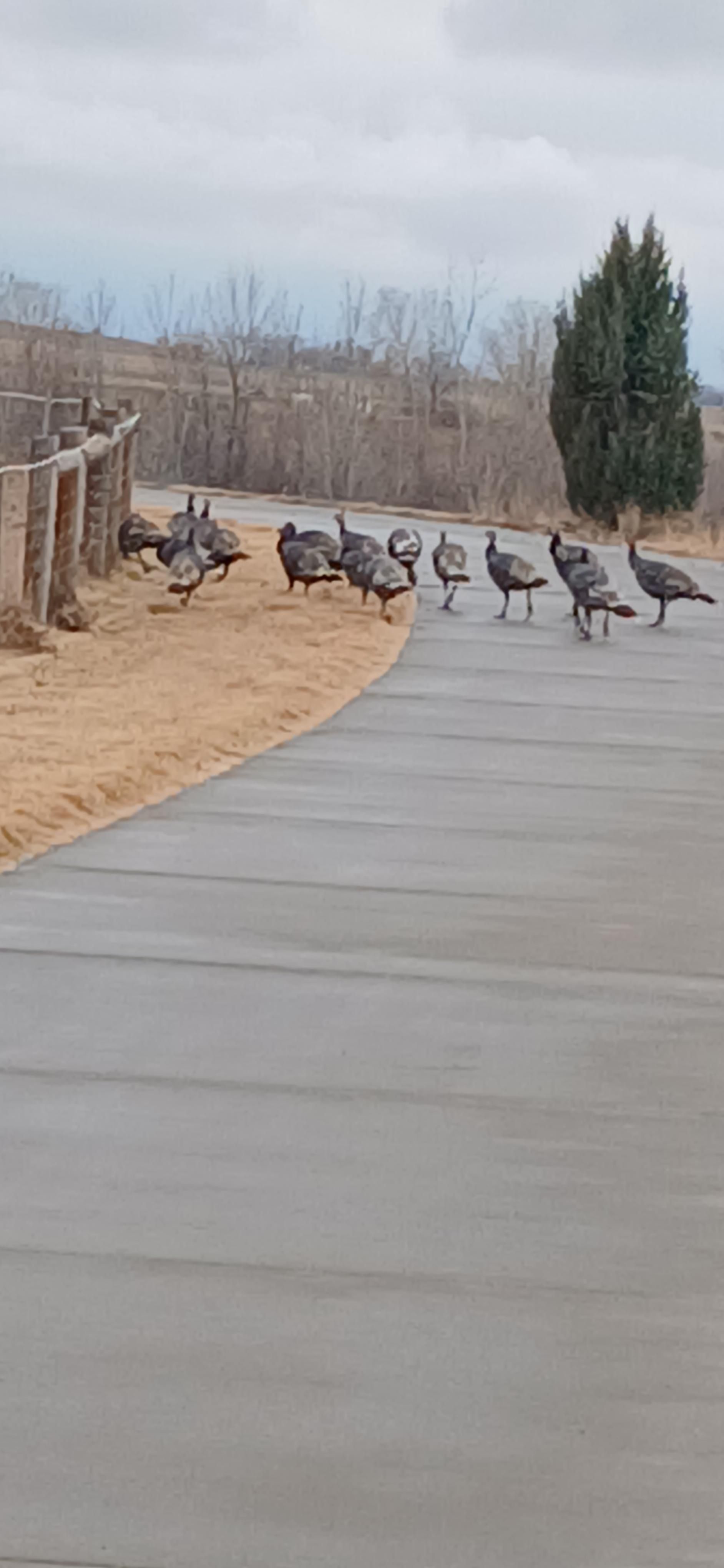 Turkeys across the road