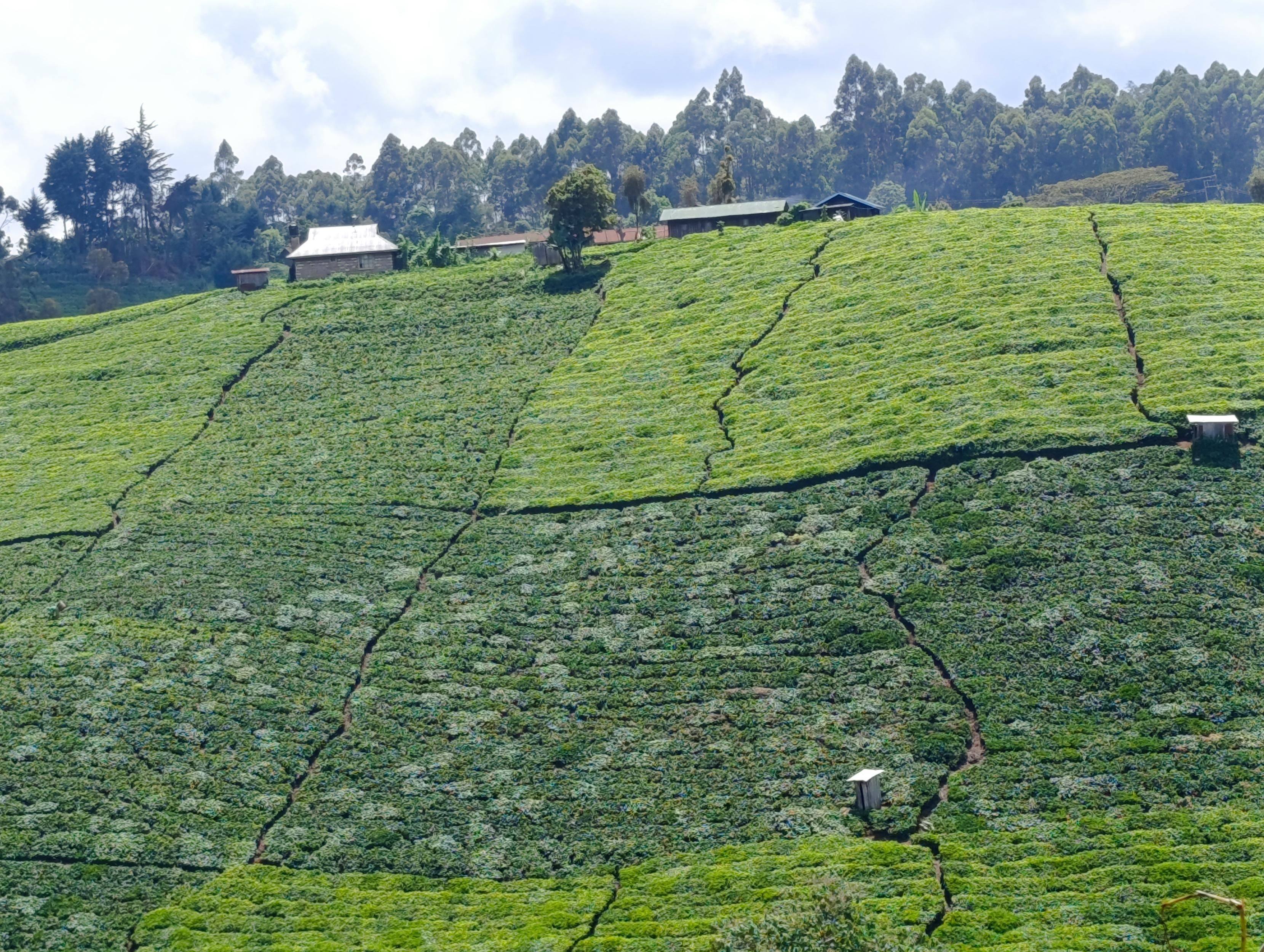 Tee plantations with exotic trees in South Imenti 