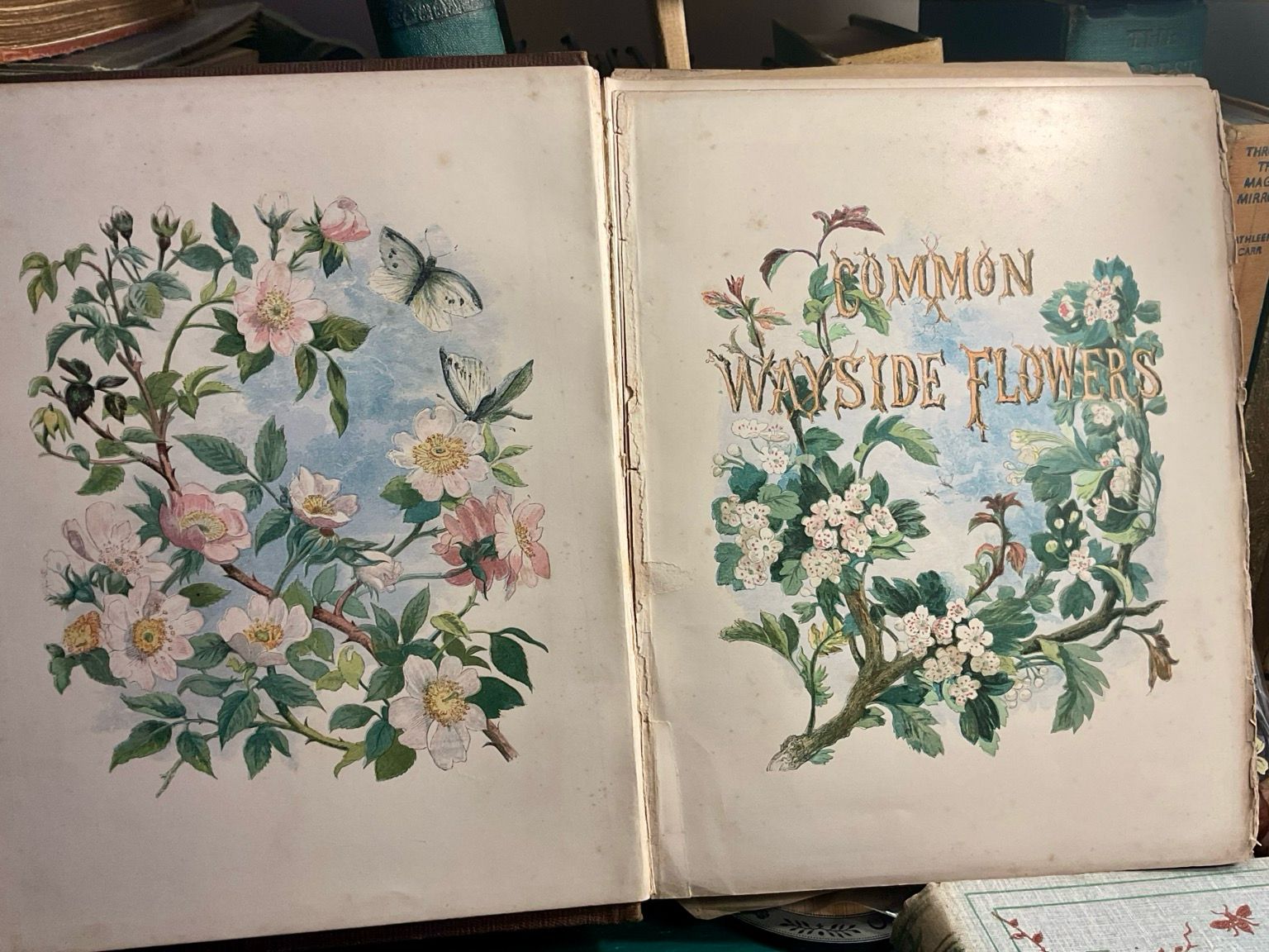 Common wayside flowers title page with wild roses and hawthorn flowers.