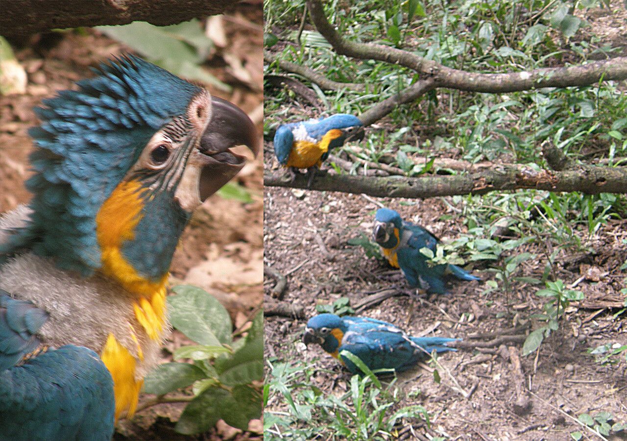 Two photos of critically endangered Blue-Throated Macaws babies