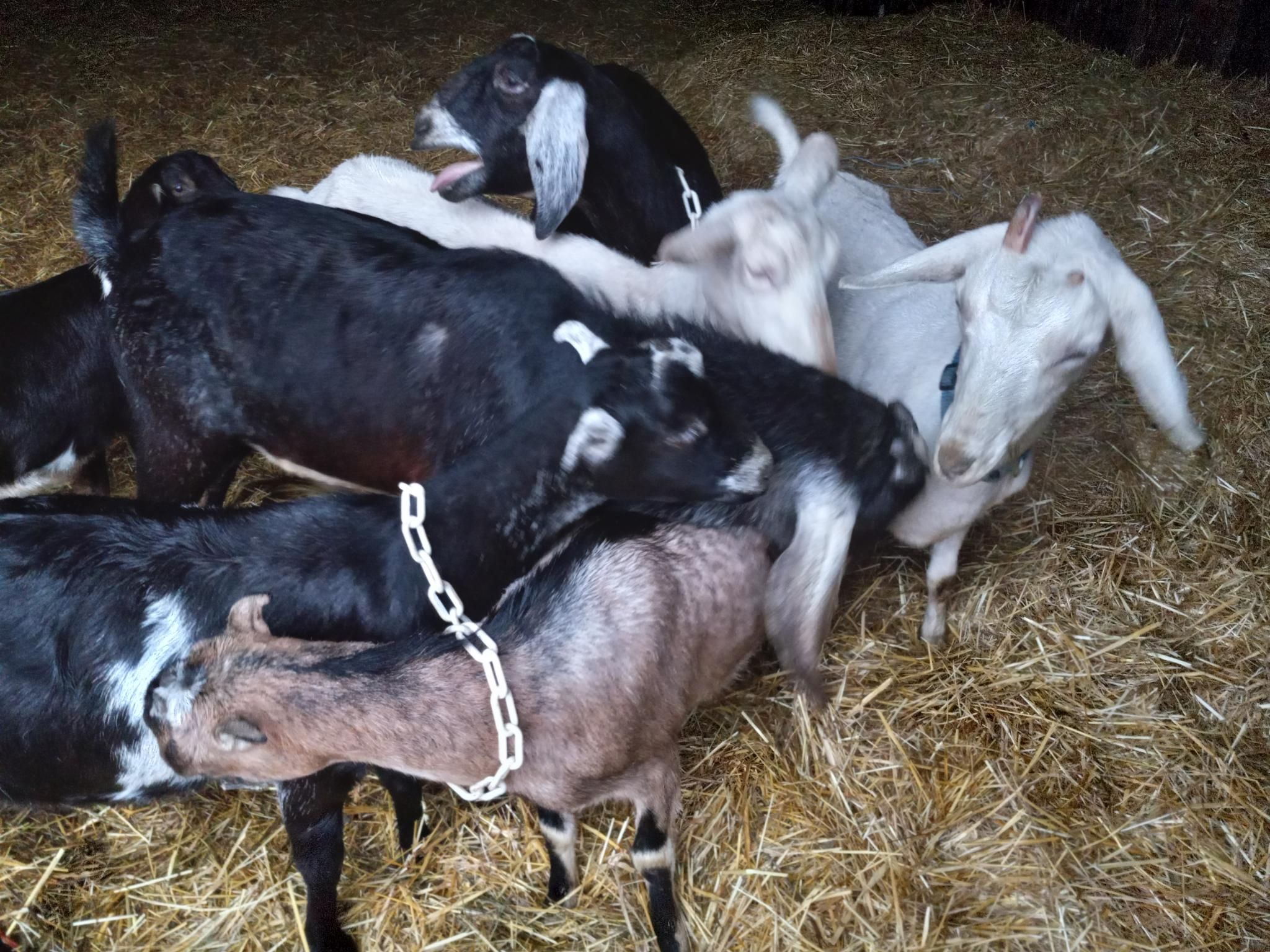 Several black, two white, and one brown goat all rub their faces all over each other in a big clump of excitement.  One black goat in the background is yelling with her mouth wide open.  They are standing on straw.
