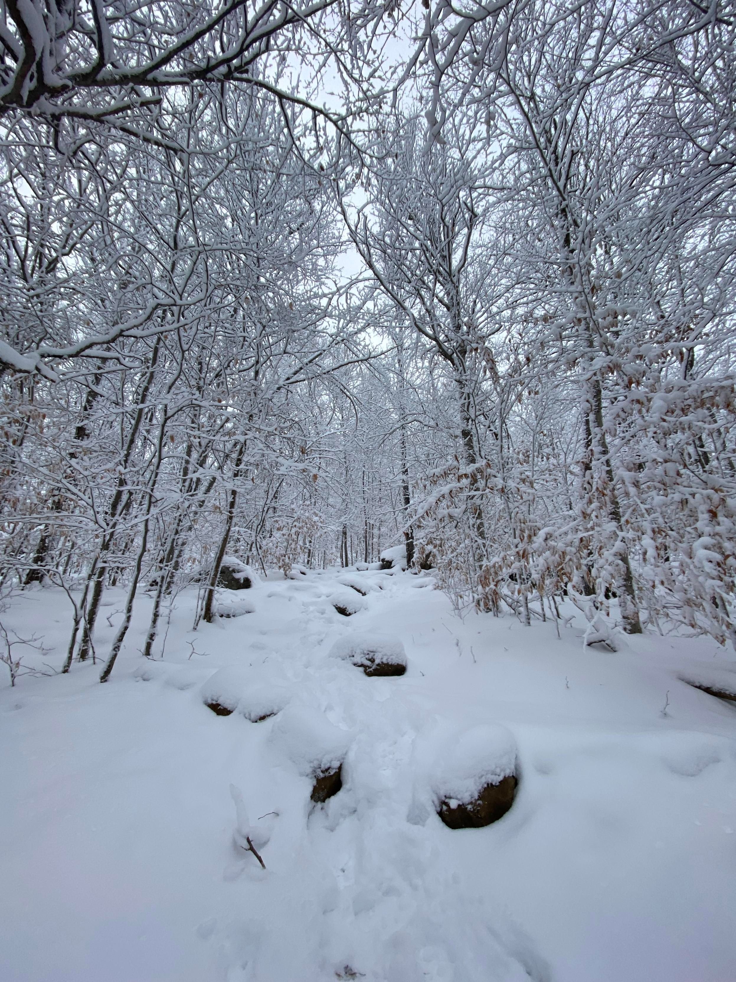 A snowy path in a forest. It looks black and white. The tree trunks are dark and there's deep white snow, and gray sky. 