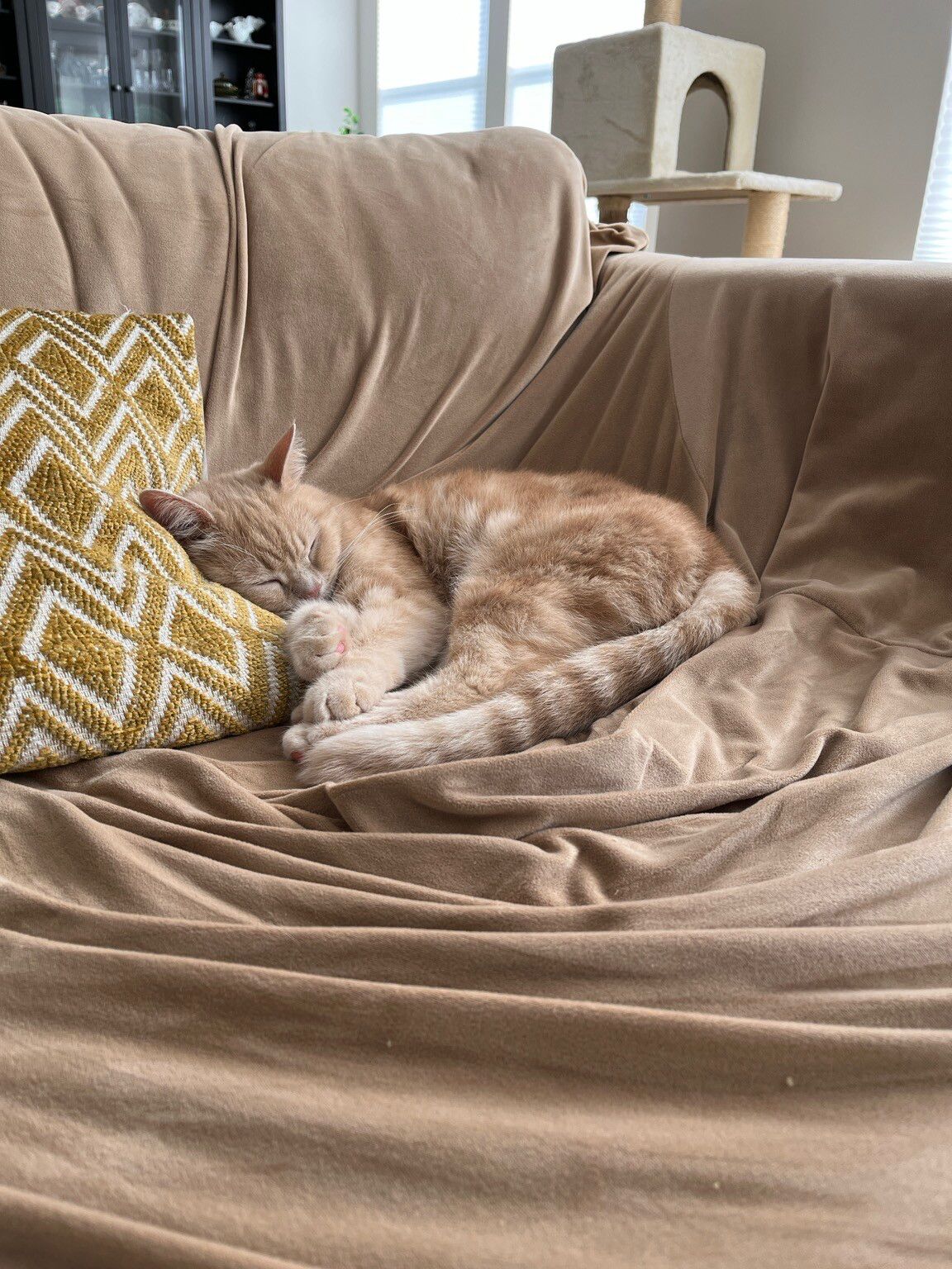Cream Tabby sleeping soundly