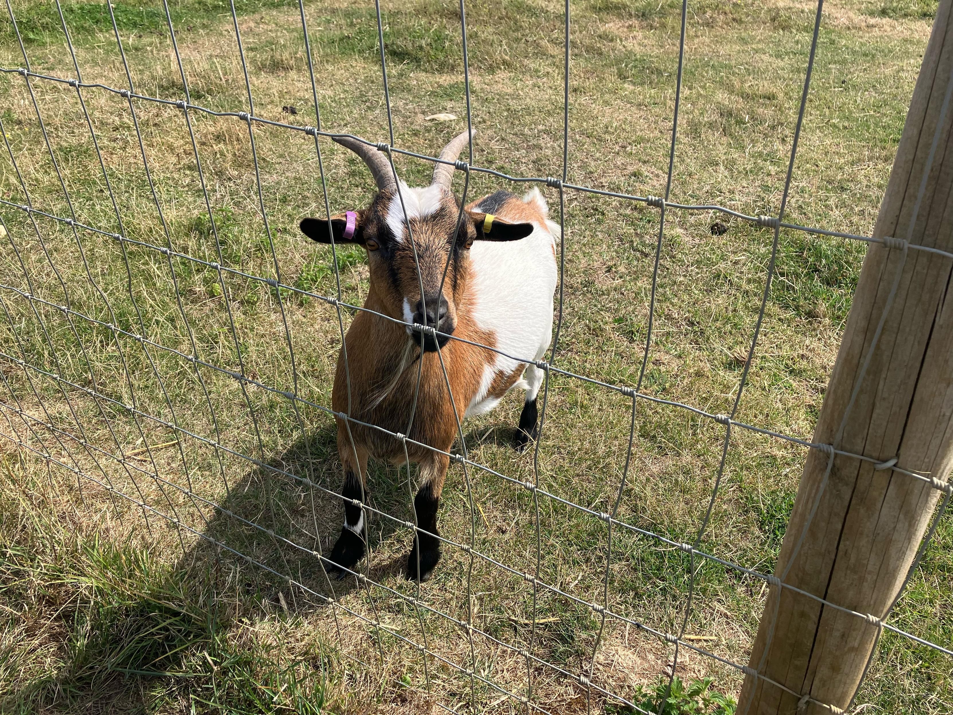 Photo of a goat looking hopefully at the camera person through a wire fence from a paddock. They are brown and white and have some fine horns.
