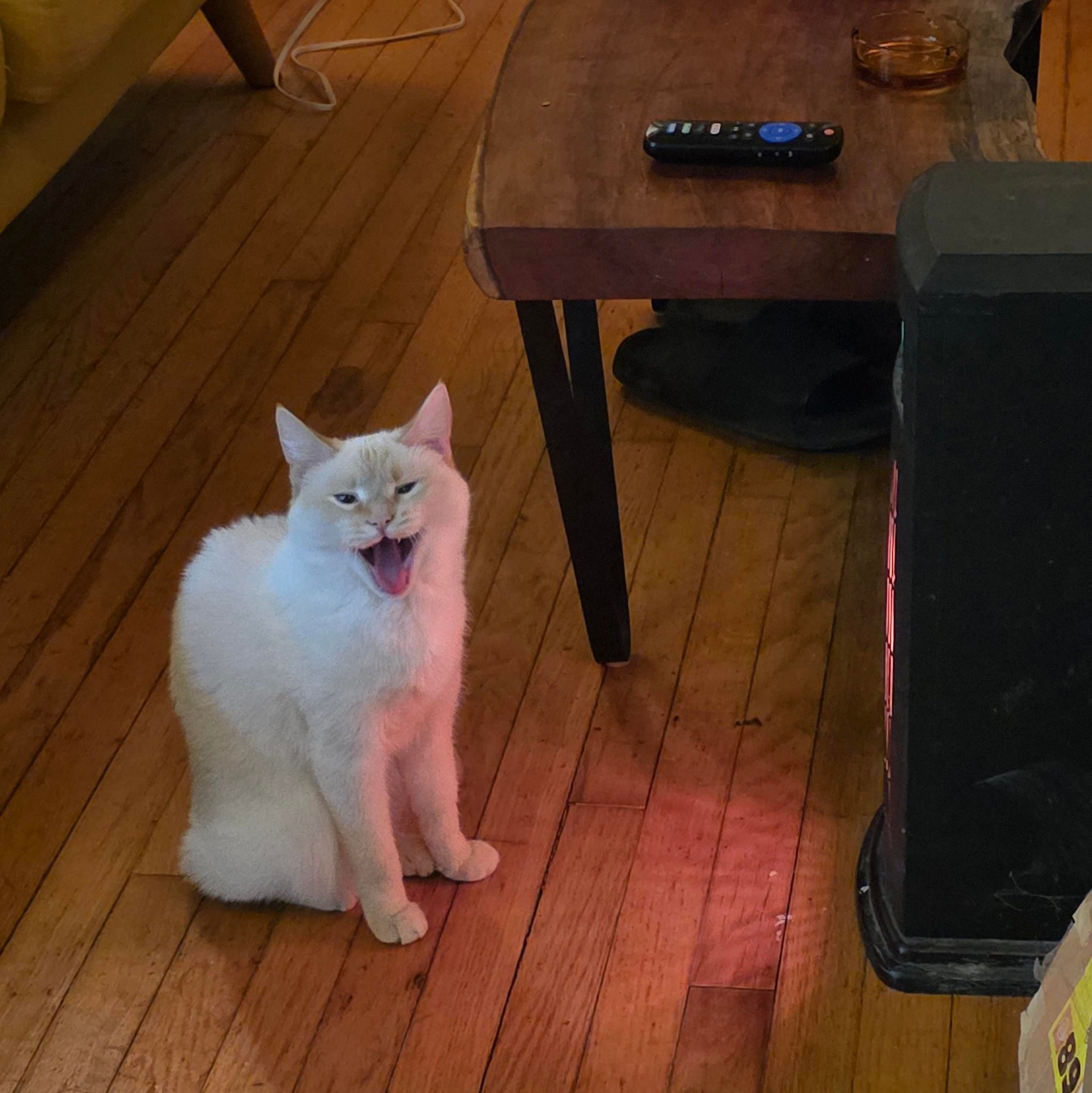 White cat with her mouth wide open