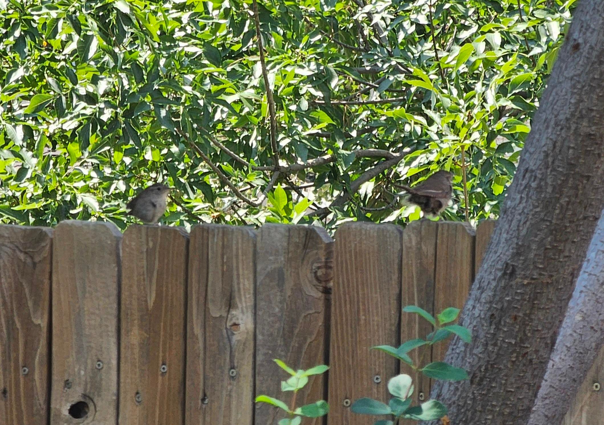 2 of the 3 fledgling Trogloytes aedon siblings chattering from atop the fence