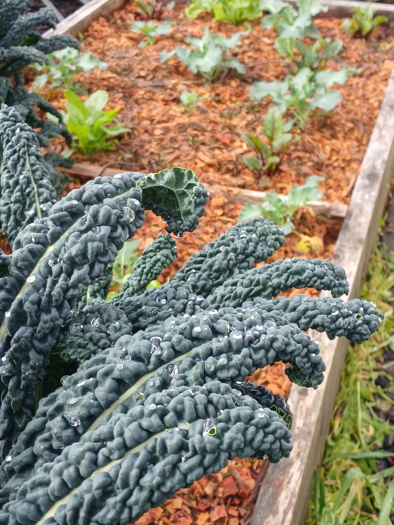 Dark green leaves of a kale plant in the foreground, with a raised bed filled with woodchip mulch and many smaller plants int he background.