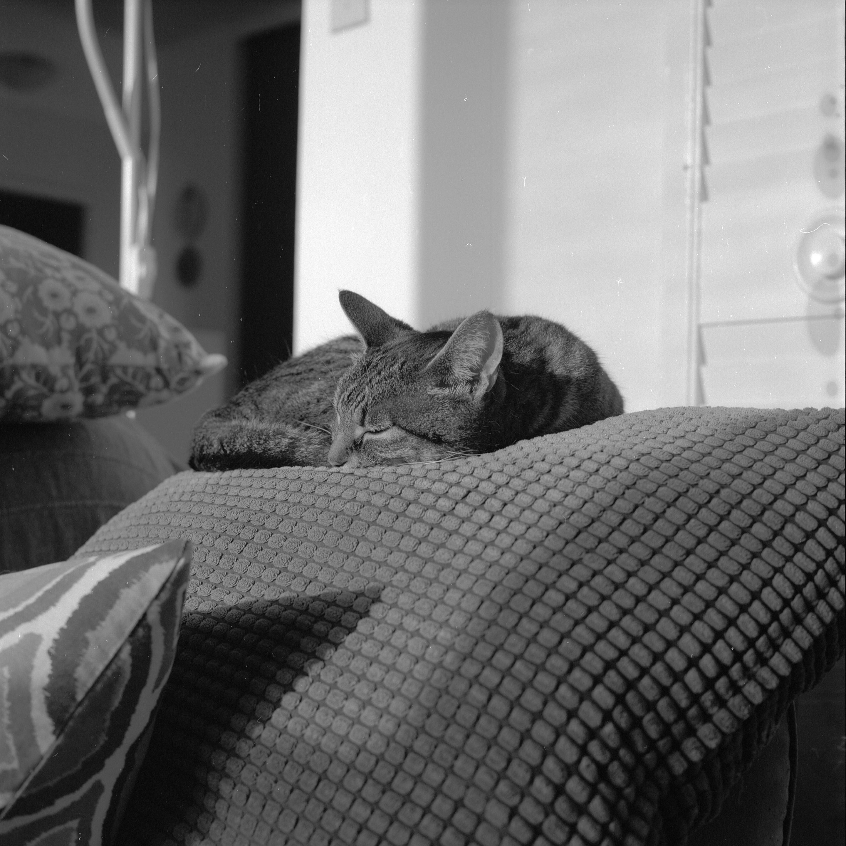 Mackerel tabby named Martha curlew up in the sun on a couch. 