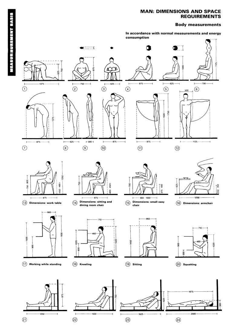 Neufert body measurements