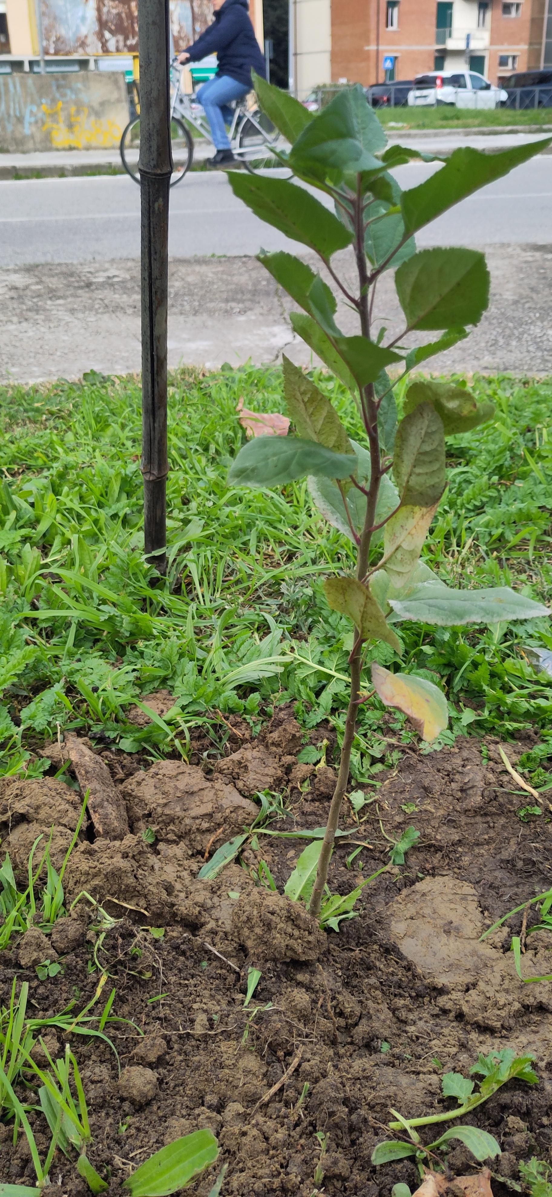 Un giovane melo. Sullo sfondo, un paesaggio urbano con una persona che passa in bicicletta.