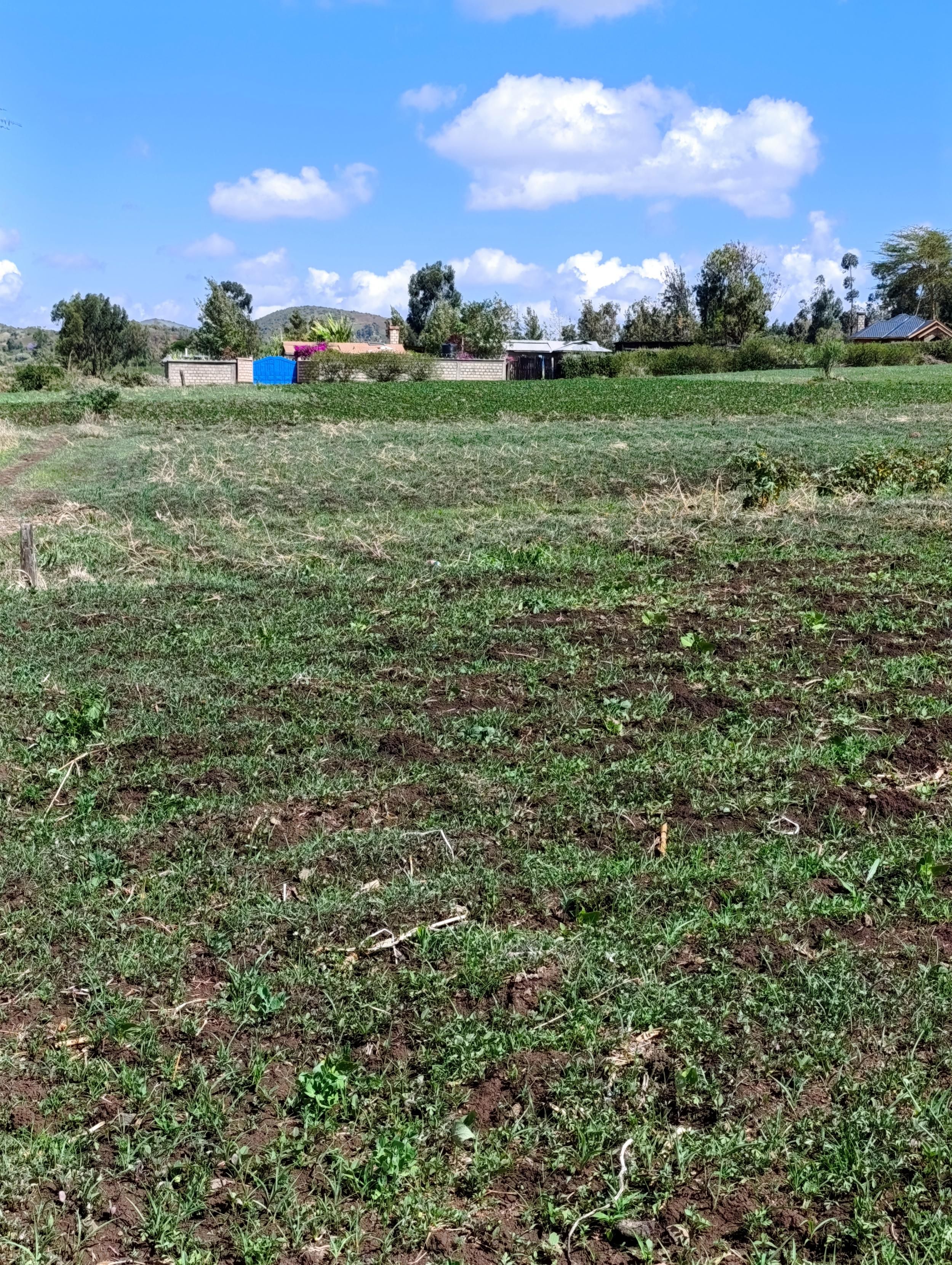 Beans planted in Ntugi, part of the meru county where they wilter due to lack of rain.  
