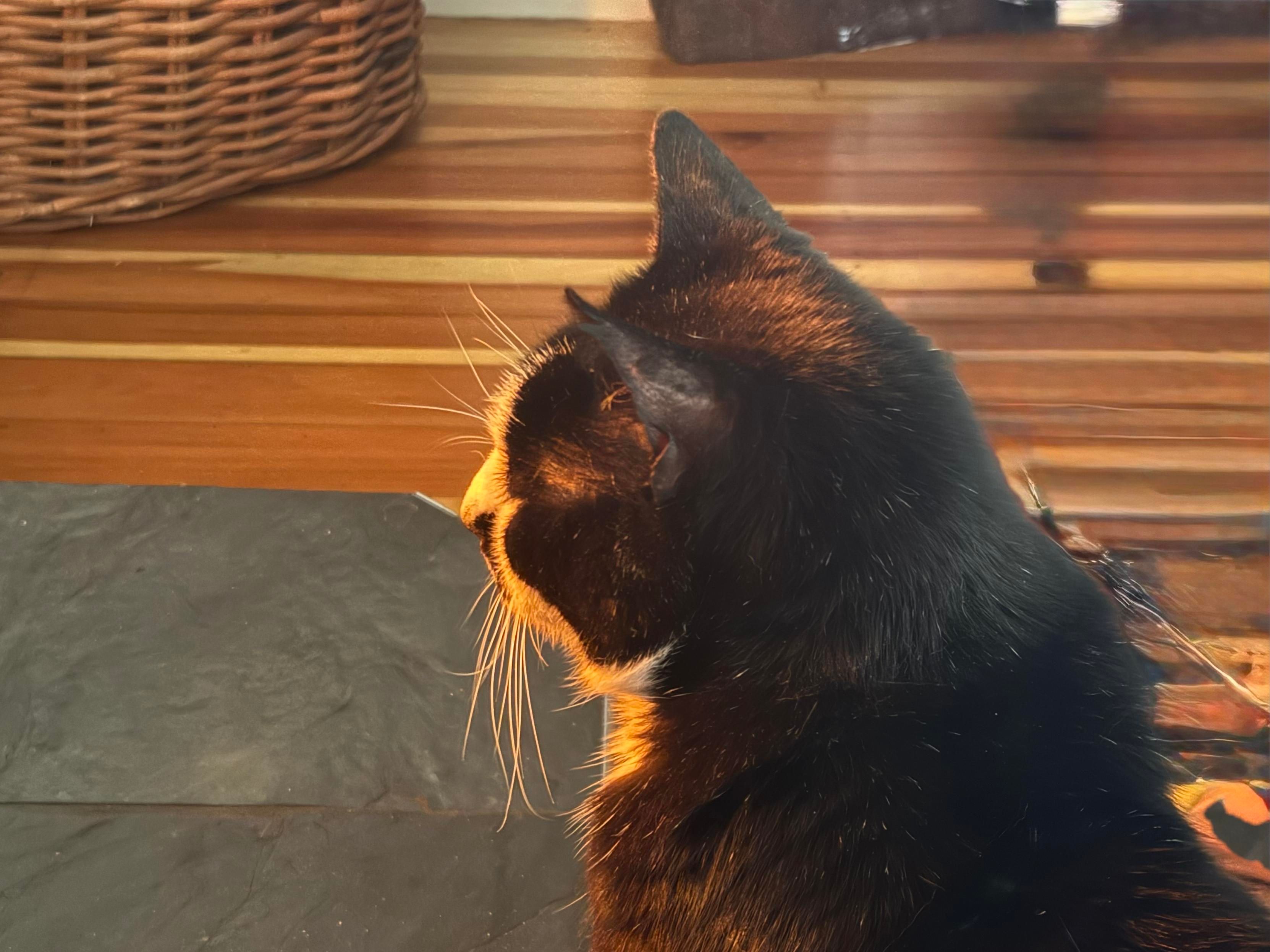 A close-up profile of a black and white cat, with long whiskers, his white patches glowing orange from the fire. A woven basket and wood flooring are visible in the background.