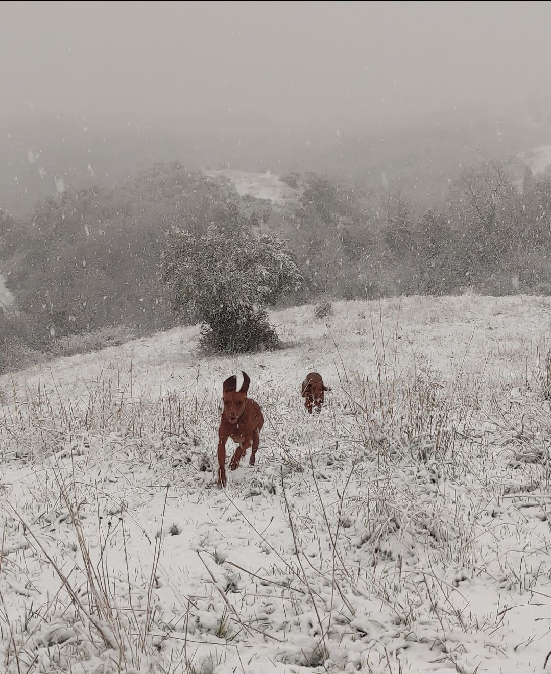due bracche ungheresi ad orecchie al vento nella neve