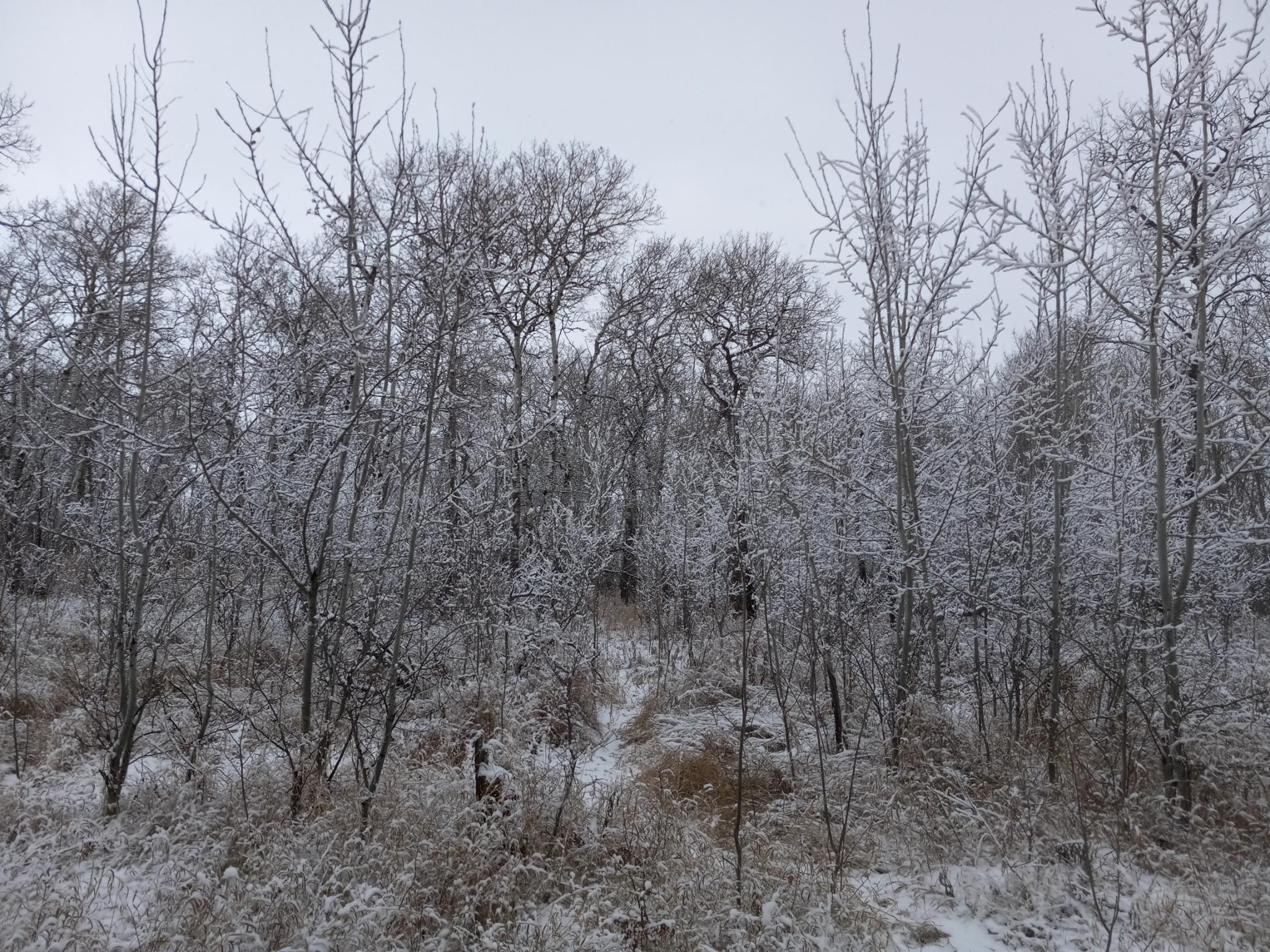 A whole bunch of bare trees with white bark, that are covered with frost.  There's a light dusting of snow on the ground, and the sky is grey with clouds.