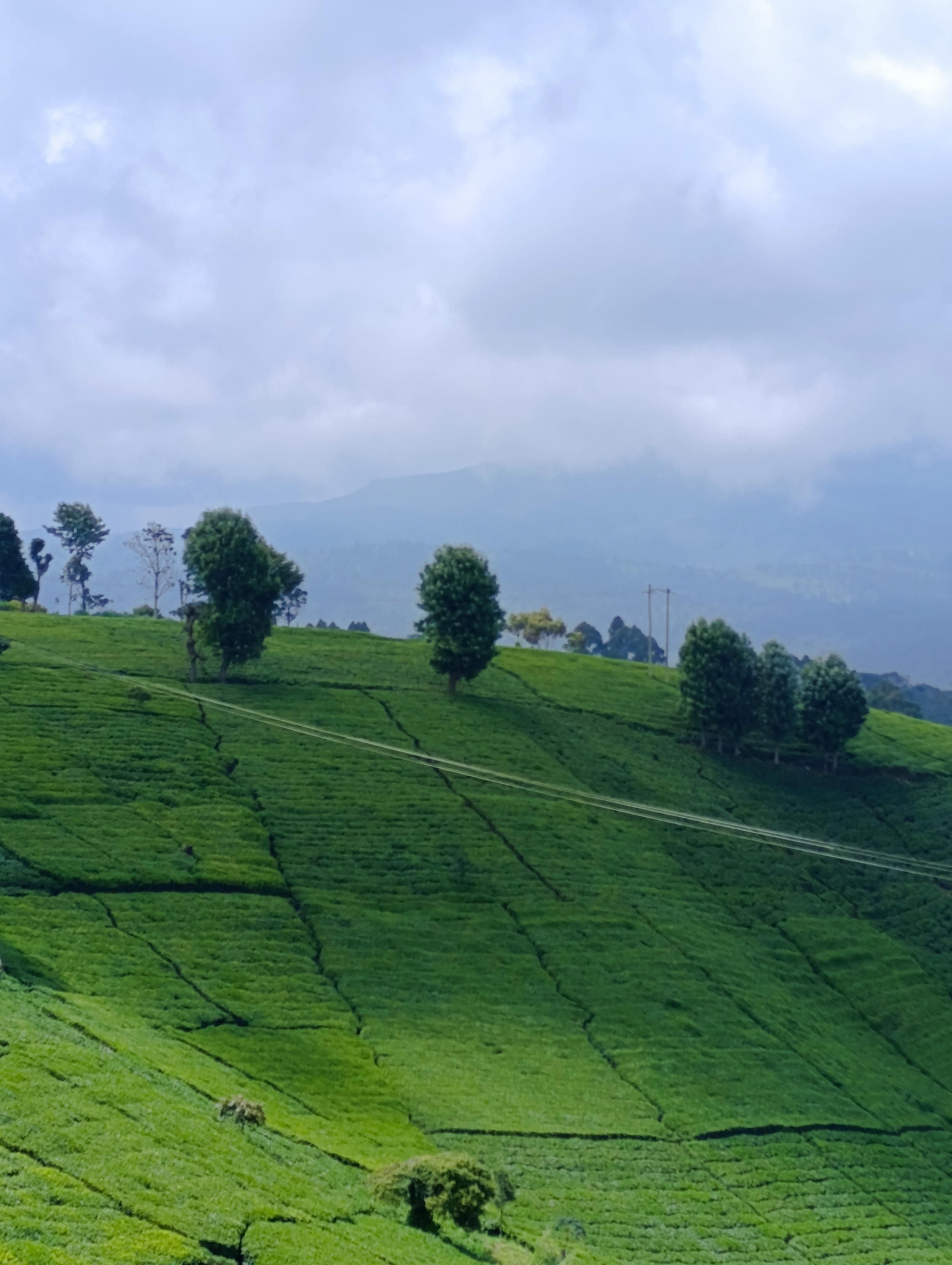 Tee plantations with exotic trees in South Imenti 