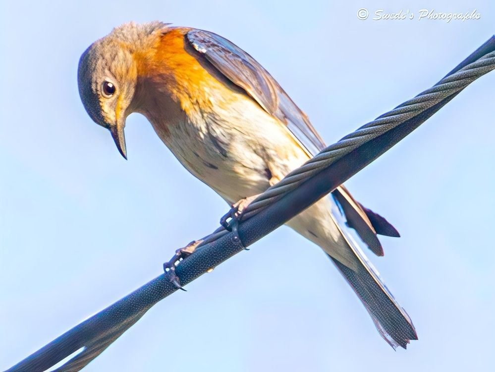 "An eastern bluebird (Sialia sialis) perches quietly on a wrapped wire beneath a clear blue sky. Its small body, about the size of a clenched fist, is cloaked in soft blue-gray feathers that deepen across the crown and wings. The throat and chest glow with warm orange, fading into a pale, speckled white belly. Its posture is natural and relaxed, head tilted downward as if observing something below with quiet curiosity.

The face is gentle and expressive. Dark, bead-like eyes glisten with alertness, framed by faint rings of deeper feathers that add depth. The beak is short, straight, and finely pointed—slate-colored and slightly curved at the tip, resting closed in a calm, composed line. It looks delicate but capable, suited for catching insects or plucking berries.

The bird’s feet grip the wire with ease, claws curled around the textured surface. The background is a pure, uninterrupted sky, making the bird’s colors stand out in vivid contrast. The mood is peaceful and contemplative—a moment of stillness captured in soft light and quiet grace." - Copilot