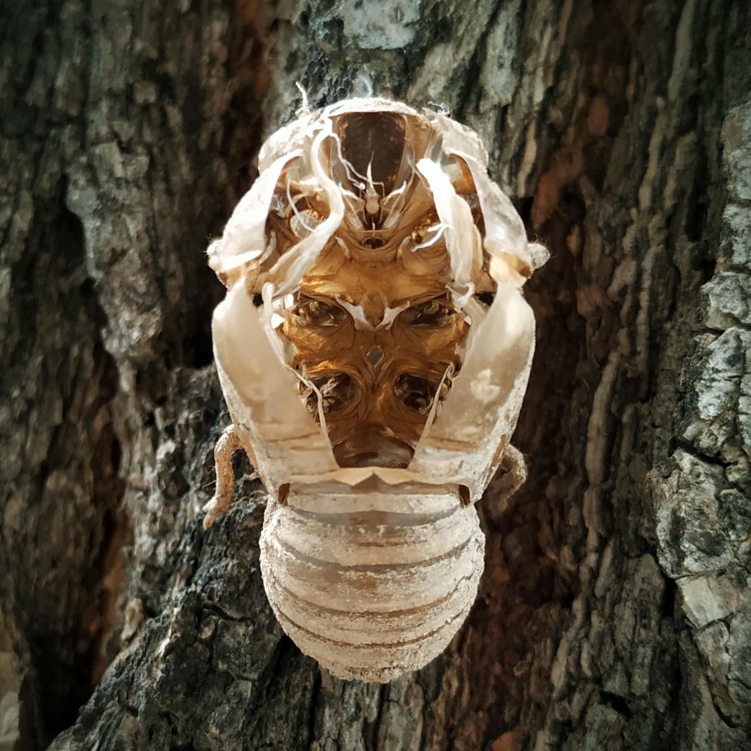 Photo of a cicada exuvia (the exoskeleton they leave behind after emerging from the ground and morph into their winged form). It is centered, symmetrical and attached to the bark of a tree. The hole on it's back, where the adult cicada came out, opens a view to the inside of the mold.