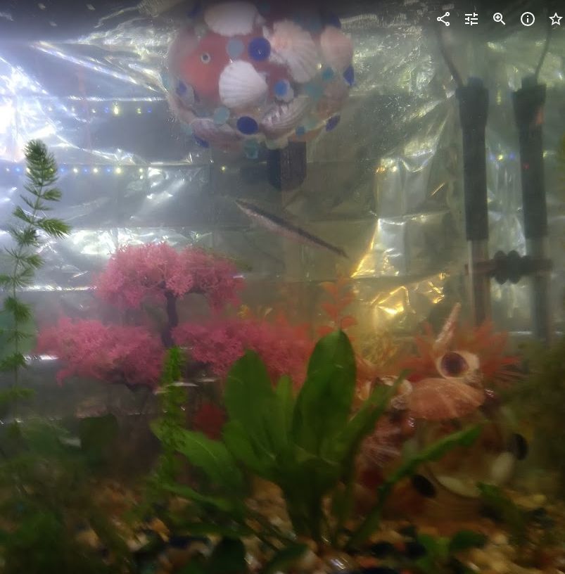 One floating aquarium habitat complete with Blood Parrot fish hanging out inside it. An  Aqua Creature is below; specifically this is Minion to Beelzebubbles, 

I have shifted my craft store focus from the floating habitats to my new Aqua Creatures! Using large mouthed glass and plastic jars adorned with shells, acrylic gems, glow in the dark stones, faux pearls and aquarium plants all held together with only 100% fish safe silicone glue. With some really cool dragon eyes from Temu, I have created an entire family off Goofy creatures suitable for fish to hang out in.
