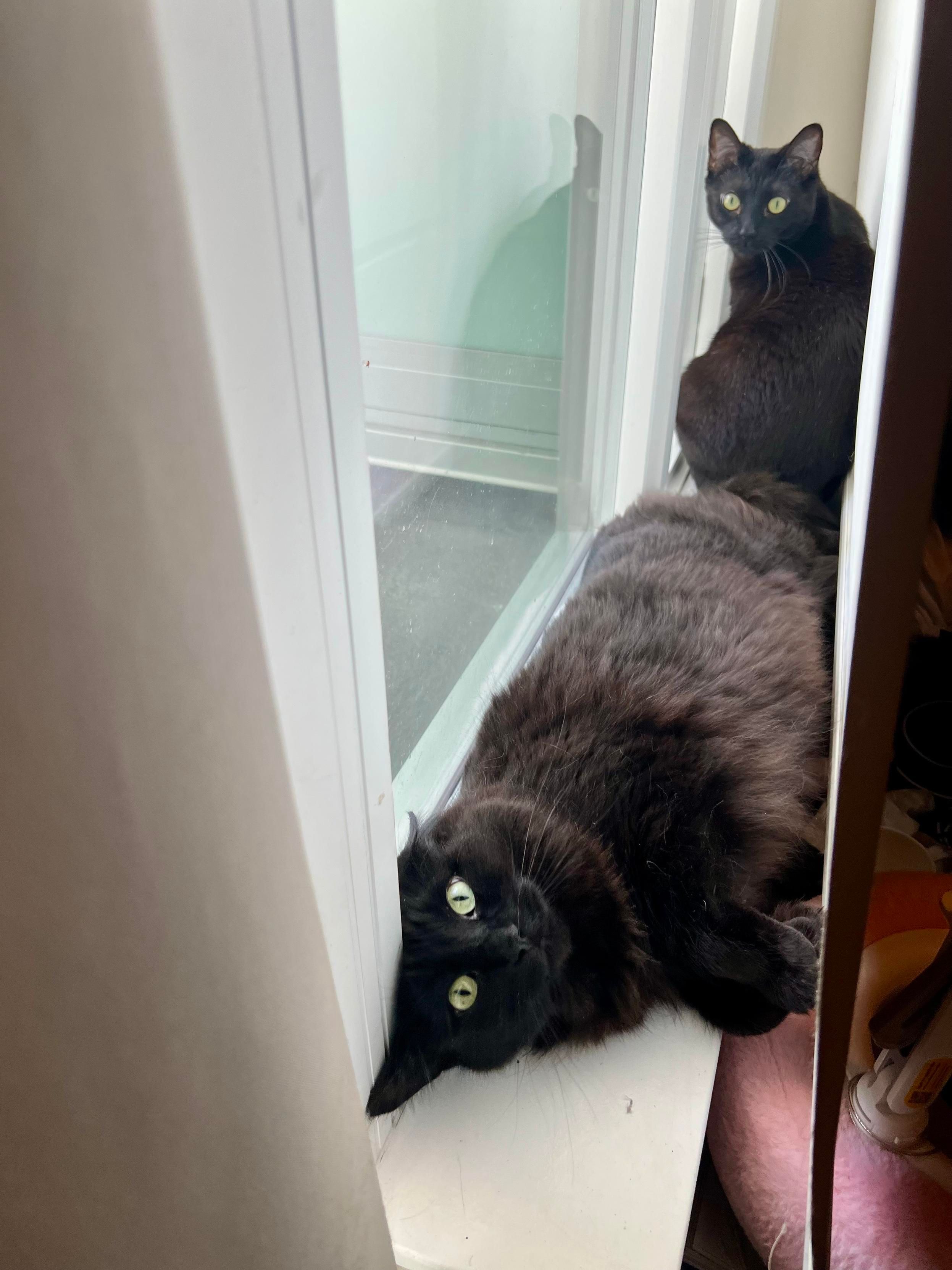 2 black cats on a windowsill, photographed so that the sill starts at the bottom left and ends at the middle right. The fluffy black cat is lying on his side, facing away from the window with his front paws curled, in the foreground. The sleek cat is in the background half-sitting, body pointed away from the camera. Both cats face the camera. A blackout curtain envelops them on the other side 