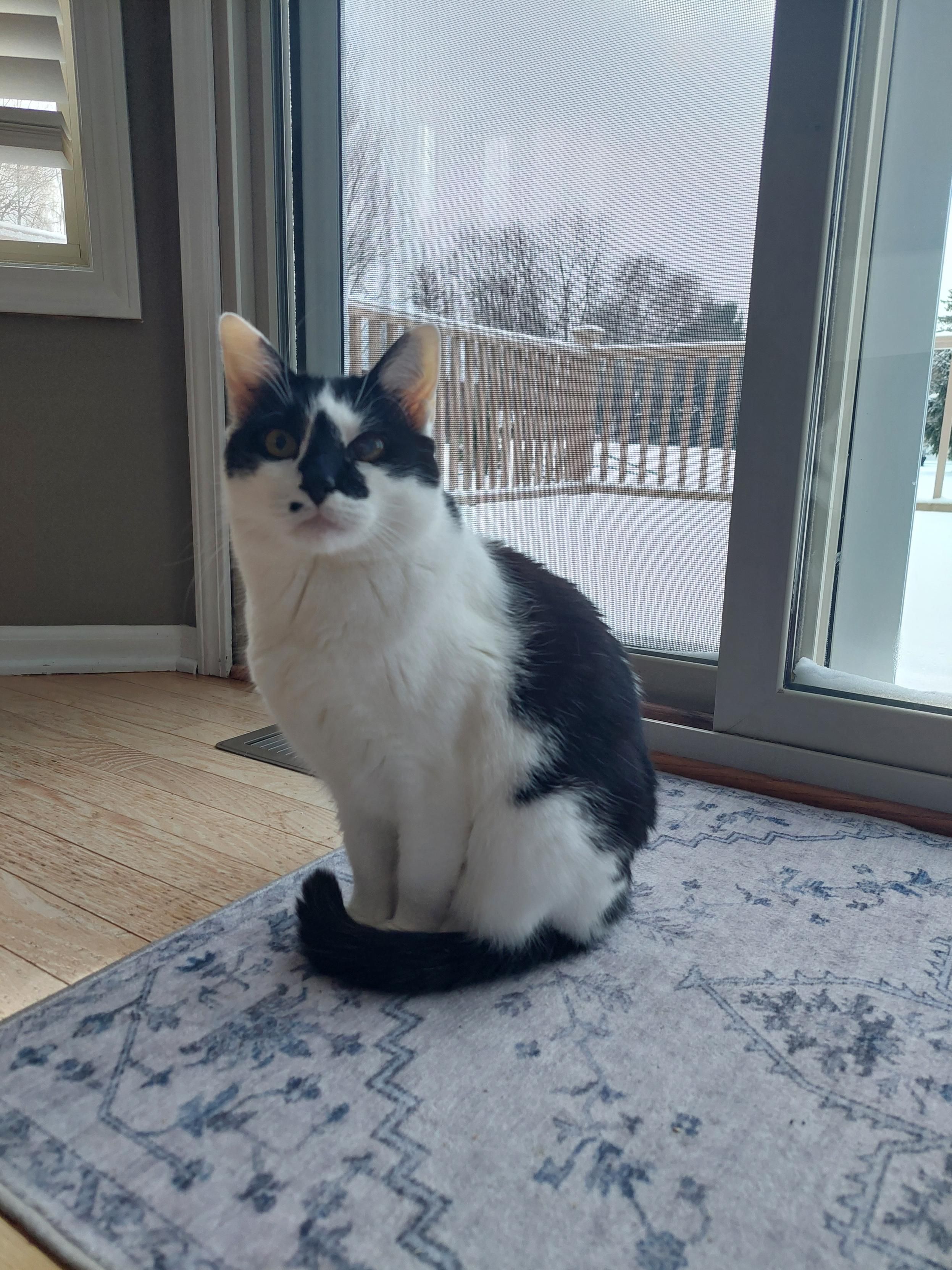 A black and white cat sitting on a blue rug in front of a sliding glass door with his tail wrapped around his front paws.