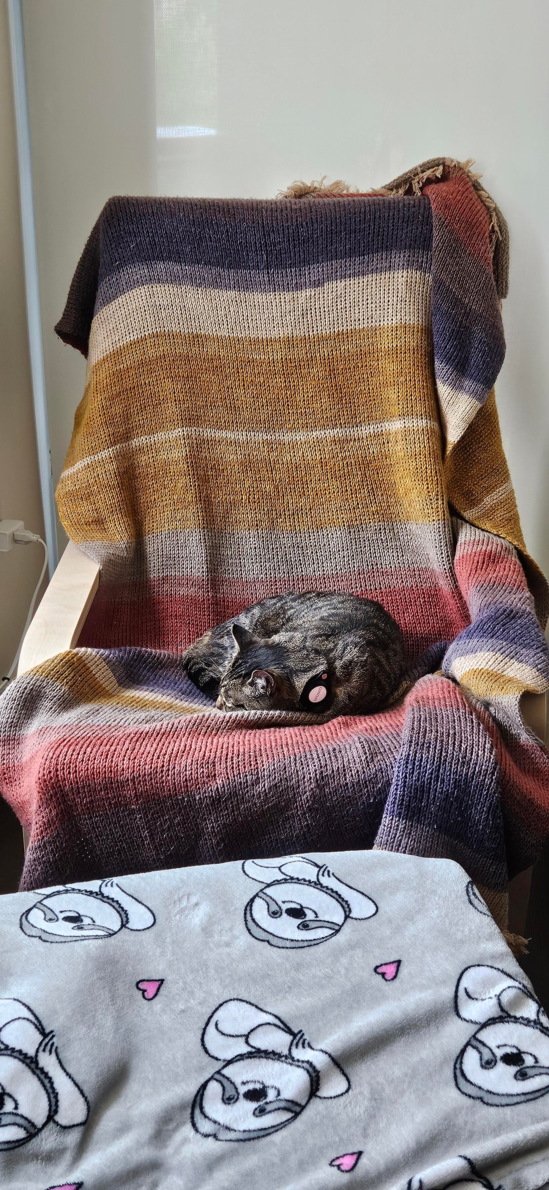 Momo, a mackeral tabby cat, sleeping on a chair covered with a crochet blue/yellow/white/red blanket. He is very cute and soft.