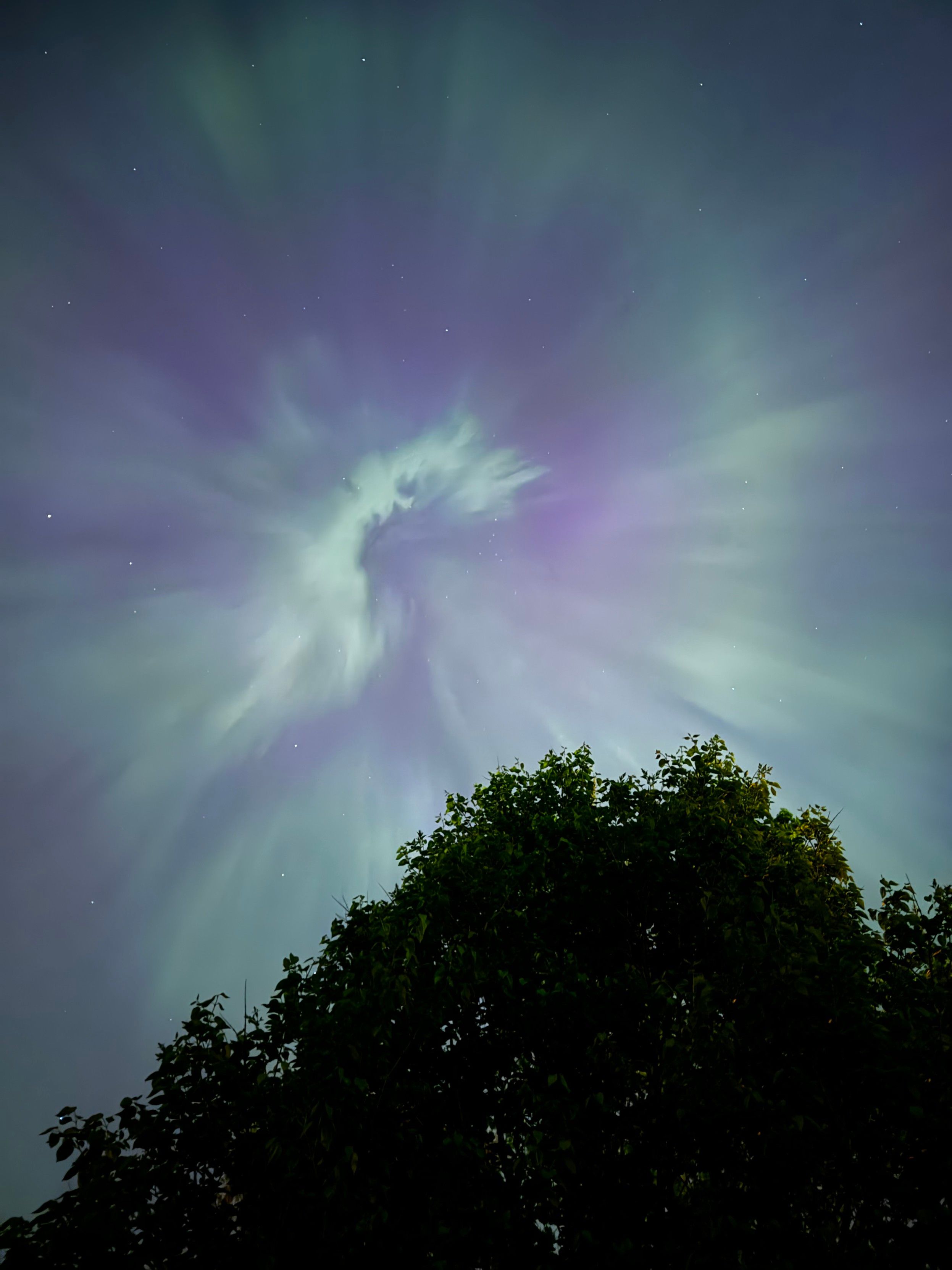 Aurora borealis next to a tree