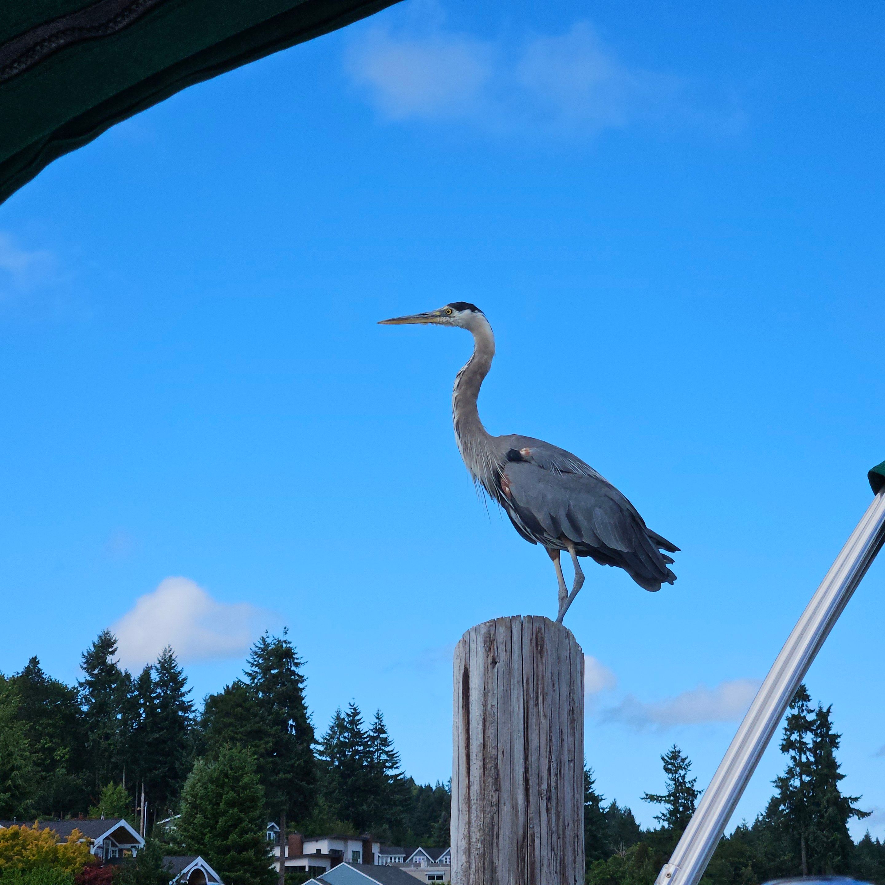 a heron standing on a post next to a boat I am on.