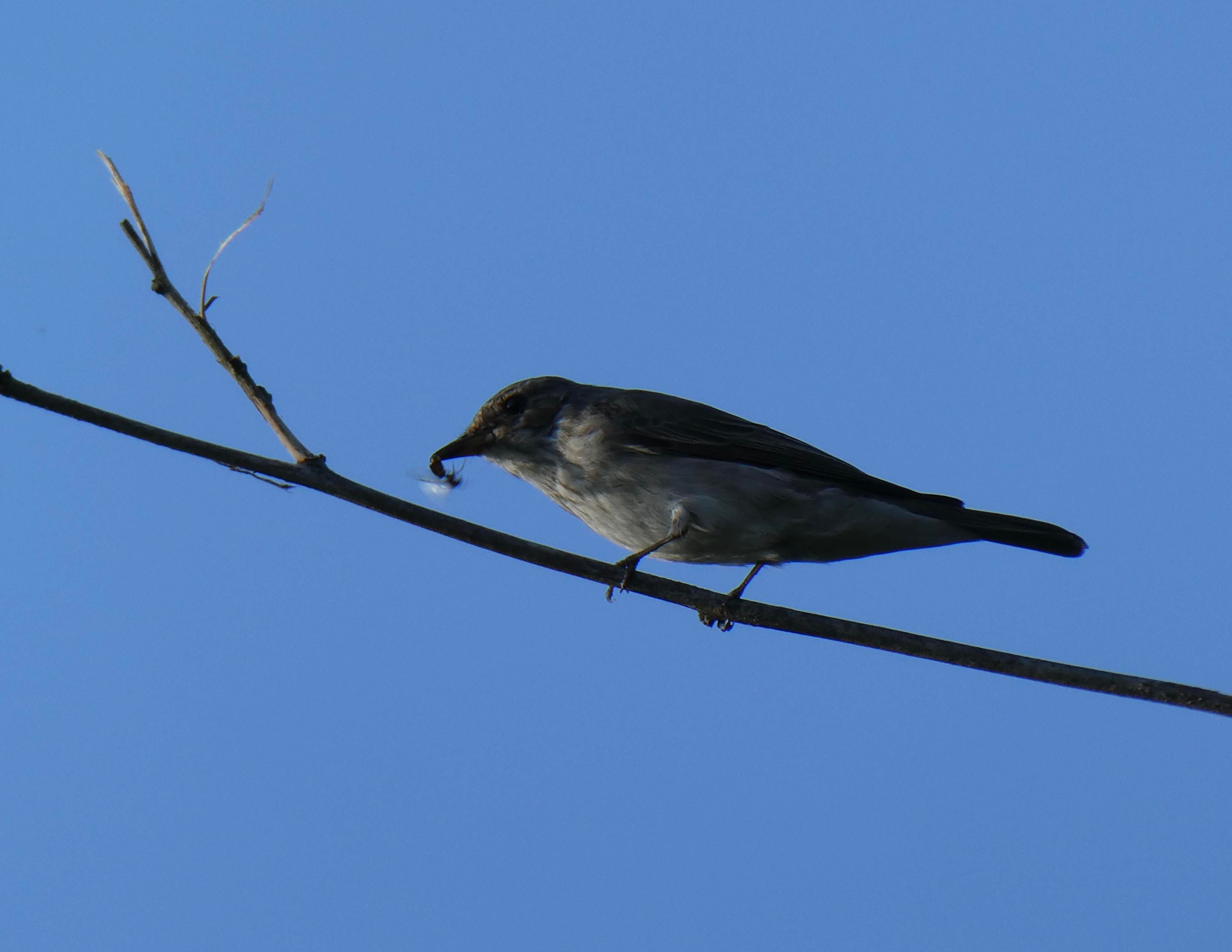 Photo of a spotted flycatcher perched on a thin leafless branch against a clear blue sky. They have in their beak a large flying ant. The flycatcher is a light brown bird with a pale, streaky breast.