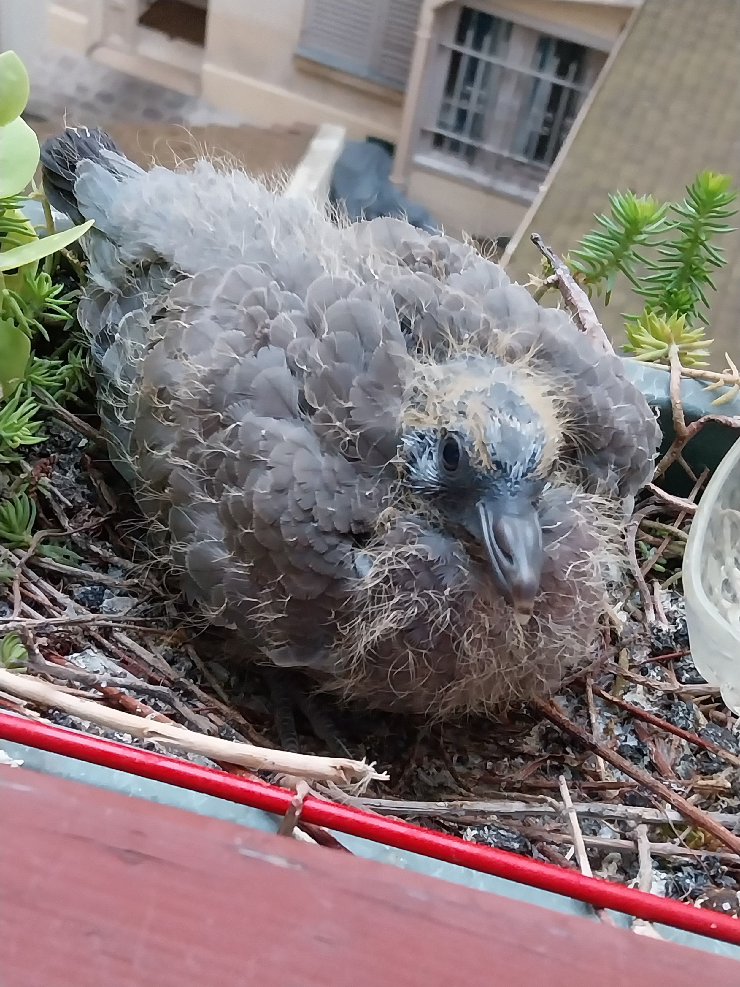 Toujours le même pigeonneau, tourné vers la caméra.  Il a essayé d'attaquer le téléphone à coup de bec d'ailleurs 