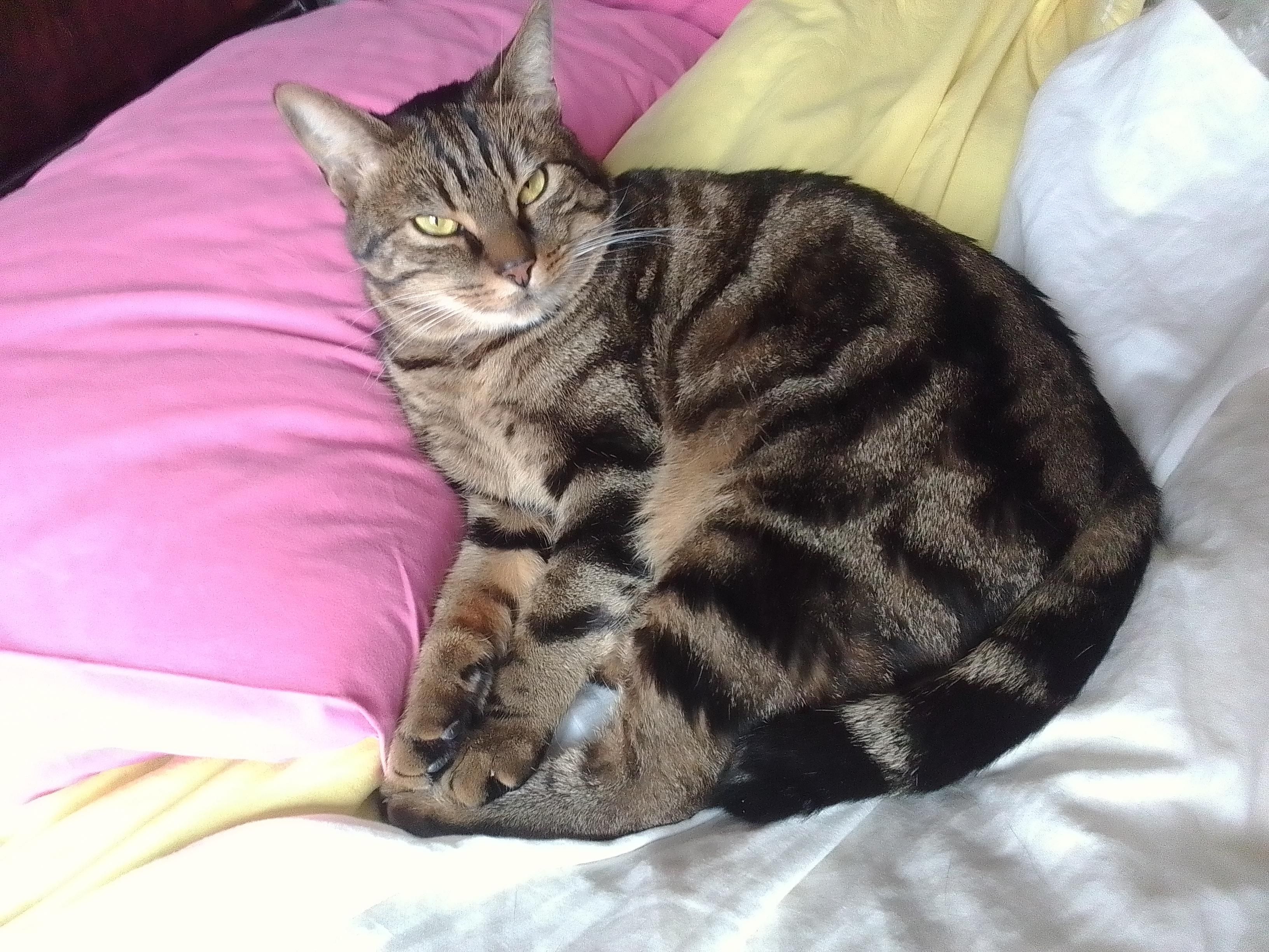 Foto che ritrae Arturo, il mio gattone soriano a strisce beige e nere, con un po' di bianco sotto il mento e sul collo, gli occhi dalle iridi gialloverdi, il nasino arancione, accoccolato su un cuscino rosa, sopra un lenzuolo giallo chiaro, mentre guarda nell'obiettivo.