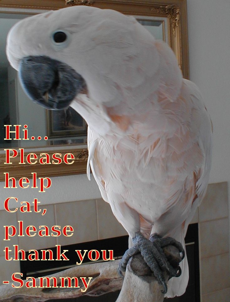 Sammy says in the text: "Hi… Please help Cat, please thank you -Sammy" 

Sammy is a lovely Moluccan lady in her best pale peach-coloured featheriness, standing upon a mesquite wood perch in front of a mirror over a fireplace.