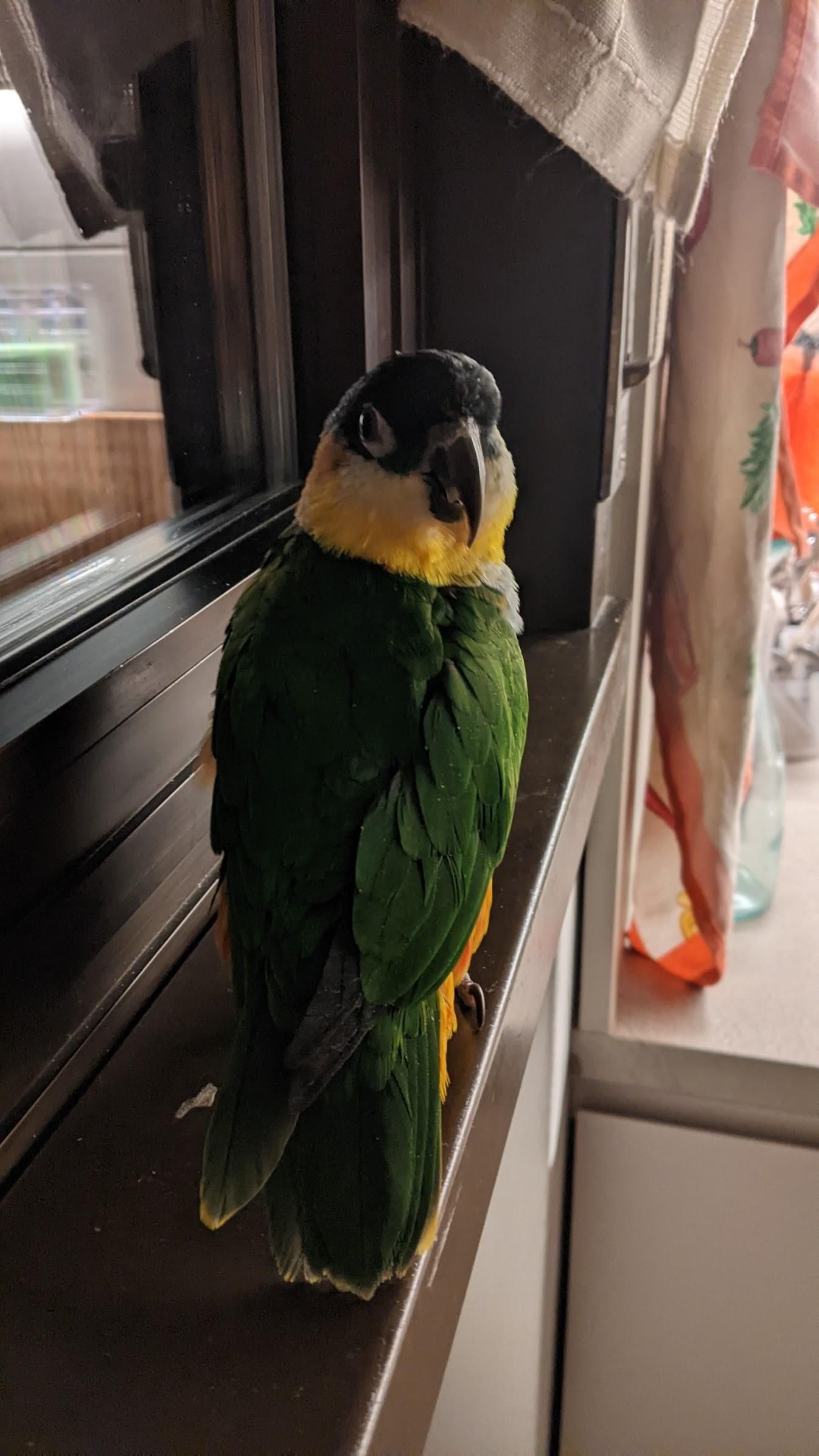 the parrot Nemo stands by a window and looks backwards into the camera