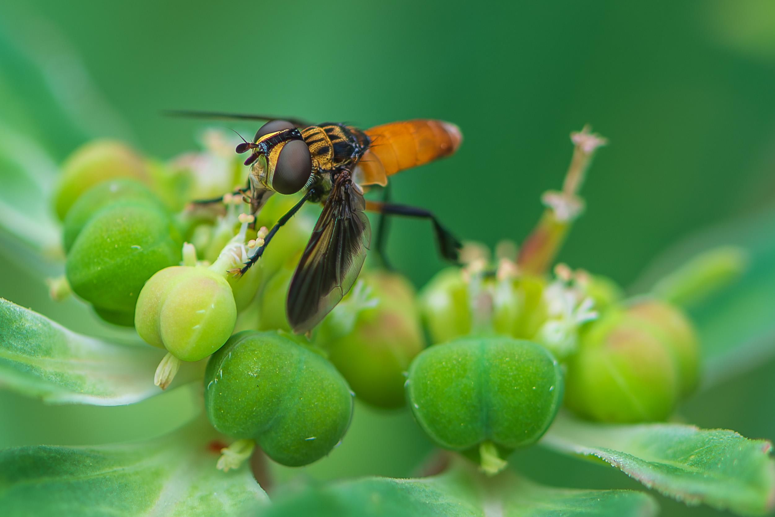 Extreme closeup photograph of a (likely) swift feather-footed fly atop the green flowers and fruit of a wild four o'clock inflorescence. The fly is facing right in profile with its wings lowered and it appears to be inserting its proboscis into a small flower directly in front of it. This species has a bright orange abdomen, dark brown-black thorax with orange markings and striping, an orange head, two large brown compound eyes, two short black antennae, six black segmented legs, two brown wings with transparent edging, and small, bright orange drumstick-shaped structures just behind the flight wings called halteres that act as counter wings.