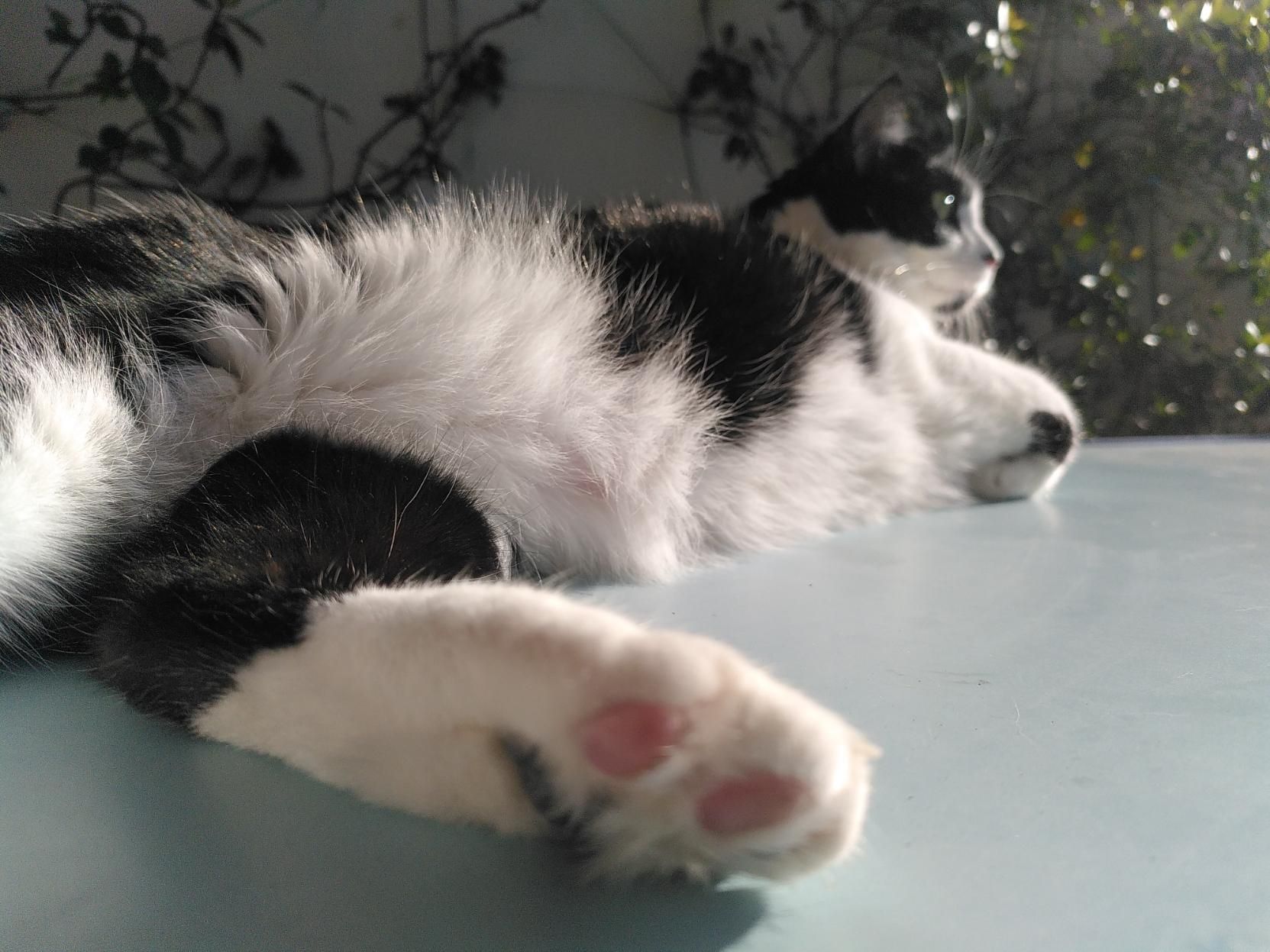 In primo piano una zampa di Lola, una gatta bianca e nera stesa su un tavolo azzurro di un terrazzo. La micia guarda a dx (forse un gabbiano di passaggio)