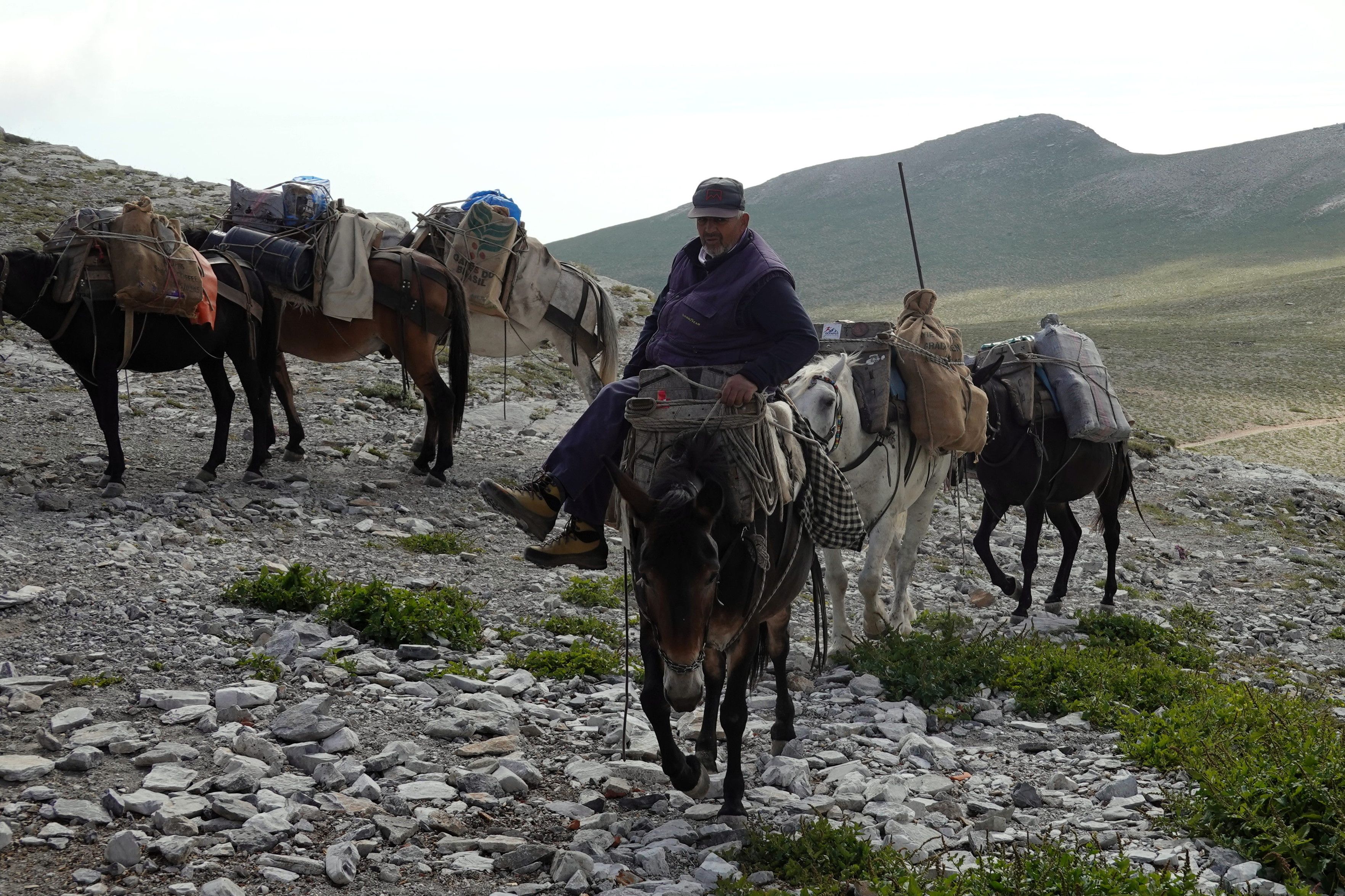 Mule train. Cheaper than helicopters for hut supply!