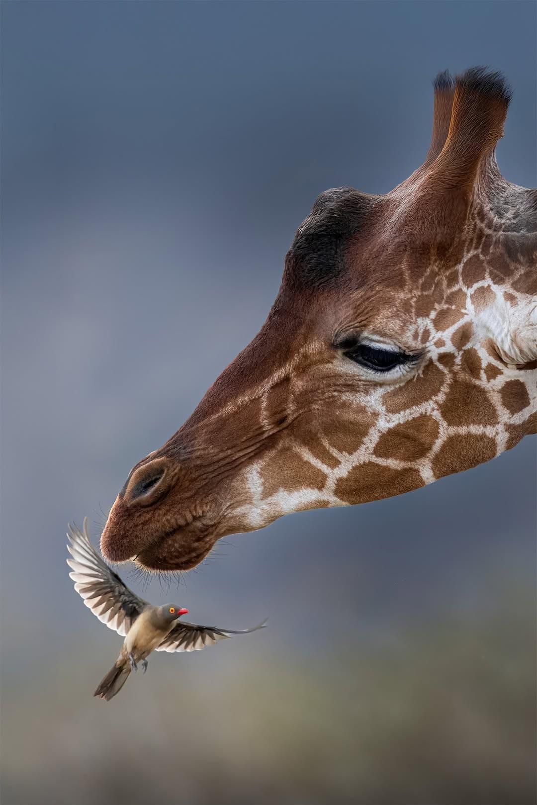 Un uccellino svolazza sotto il muso di una giraffa.