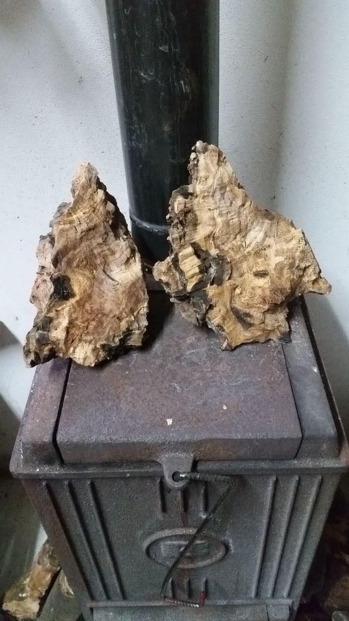 Due bitorzoli di legno di olivo appoggiati sul piano della stufa.