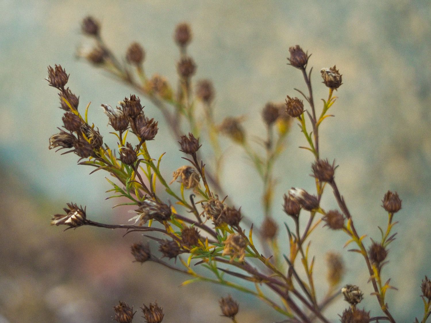 A close-up photo of brown, dried up flowers in the wild, in muted, greenish tone. 