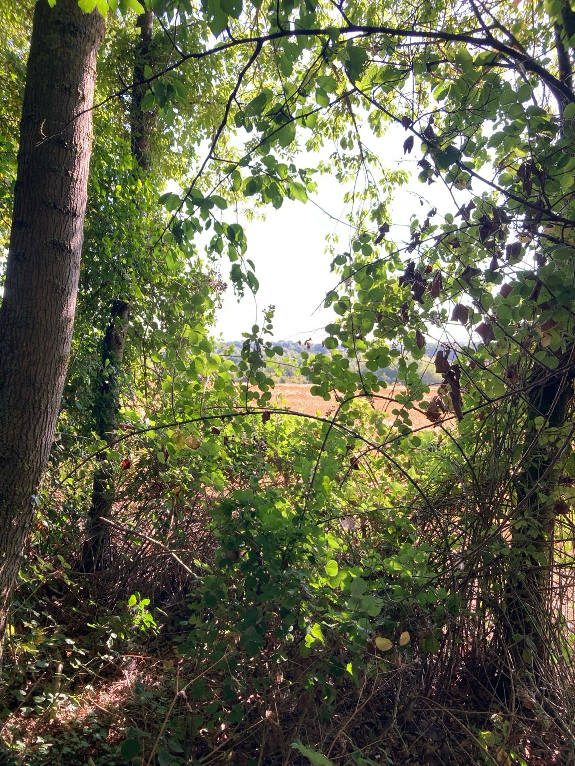 View through the hedgerow,Chignal Essex 