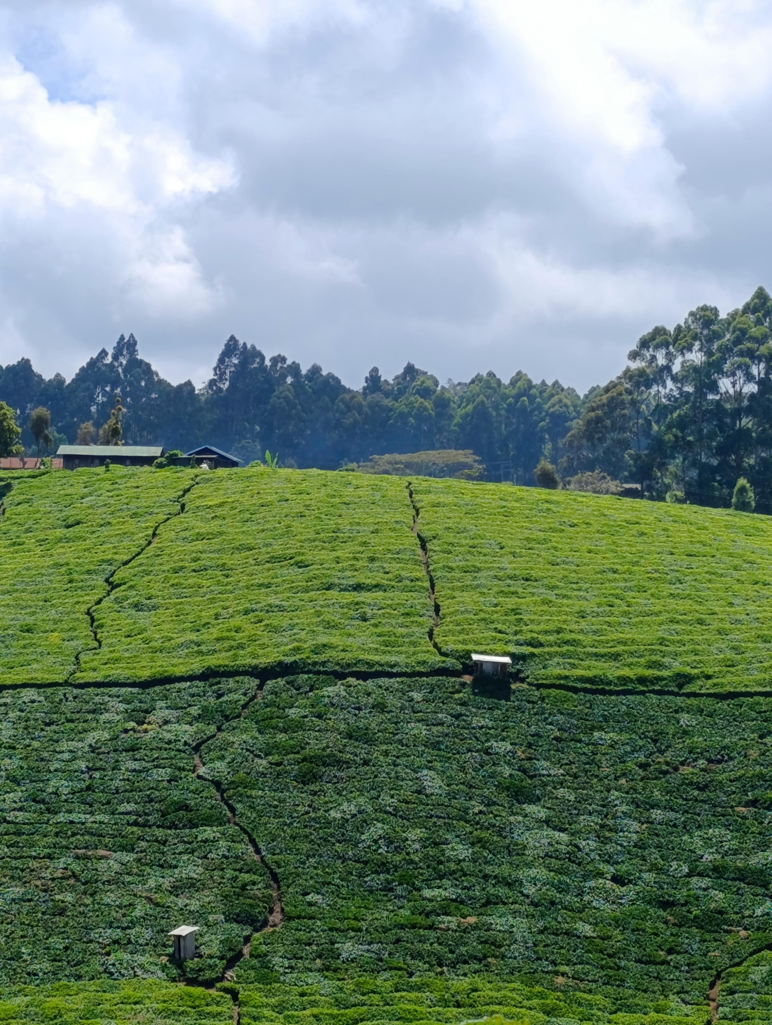 Tee plantations with exotic trees in South Imenti 