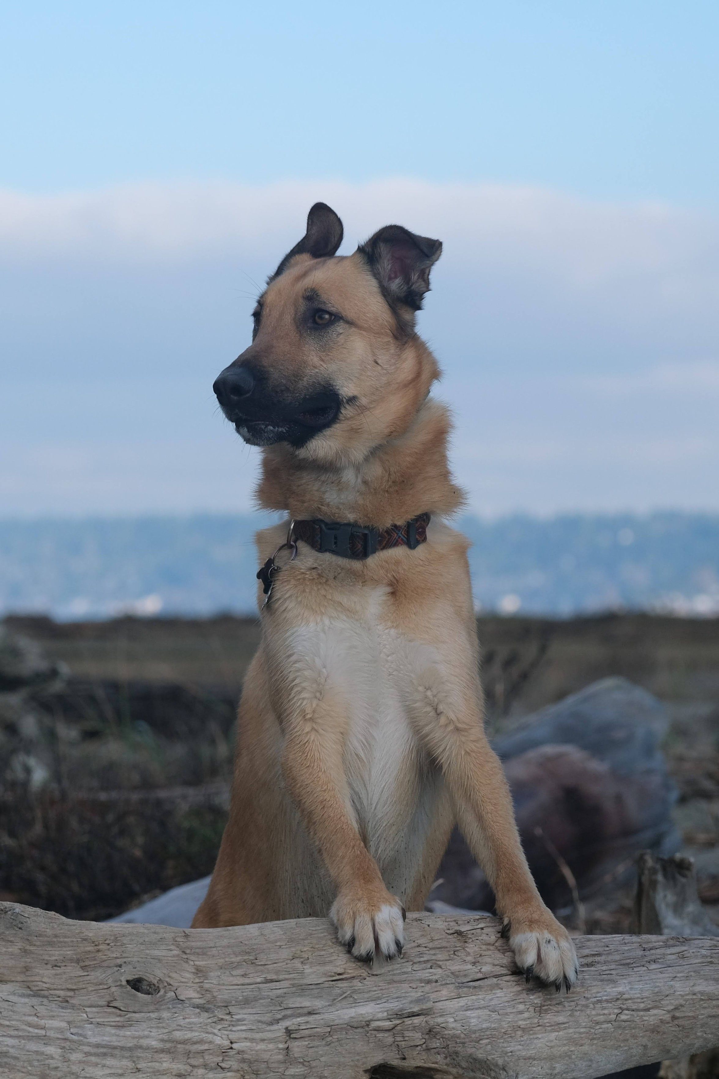 kestrel, a golden brown malinois mutt with a dark snout and ears, stands up with his front paws on a piece of driftwood. he looks solemnly off to one side, gazing into the middle distance.
