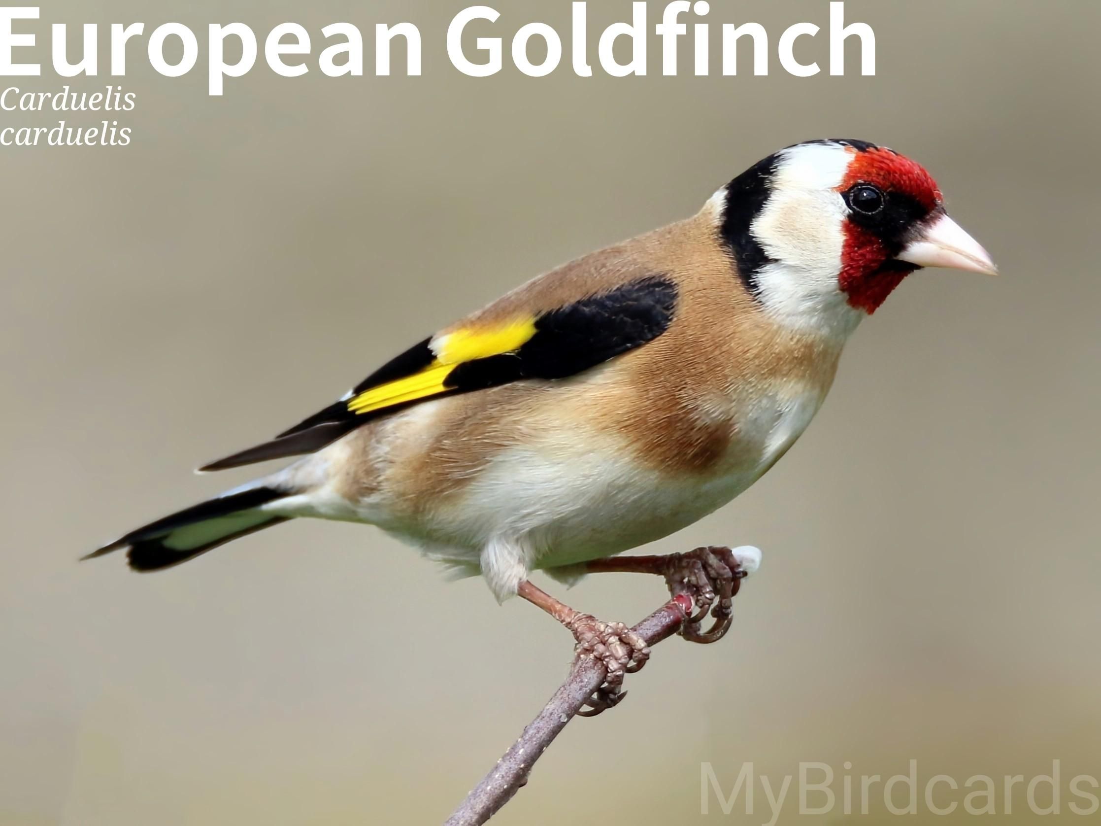 🌍 European Goldfinch (Carduelis carduelis) 

The European Goldfinch is a small, colourful finch with a striking red face, black and white head, and a warm brown body. Its most distinctive feature is a broad, bright yellow band on its otherwise black wings, which is particularly visible in flight.

Native to Europe, North Africa, and parts of Asia, it inhabits open woodlands, gardens, and farmlands. Goldfinches are highly social birds, often forming large flocks, or "charms," outside of the breeding season. They are known for their agile, undulating flight and a pleasant, twittering song. They use their specialized bills to extract seeds from plants like thistles and teasels. 2.5 Flash (Edited)

Ten subspecies are recognised.

Conservation status: Least Concern (IUCN 3.1)

📷: Photo by JacekBen via Pixabay 
https://pixabay.com/photos/bird-beak-plumage-feathers-tree-5483172/

XQRL