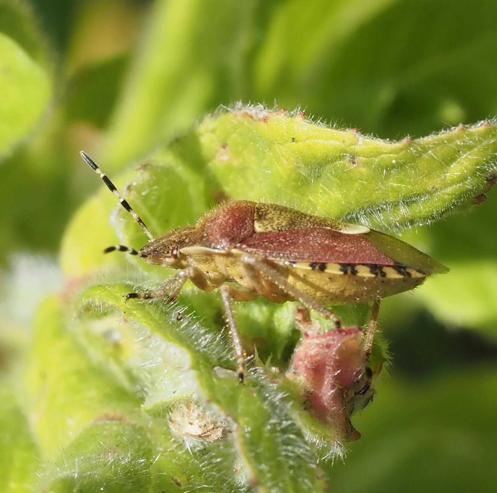 A side view of a bug with  alternate black and white bands on the antennae. The back is leathery, with plates of purple and green, with brown wings visible. There is skirt of primrose with brown stripes, rather like a tortoise